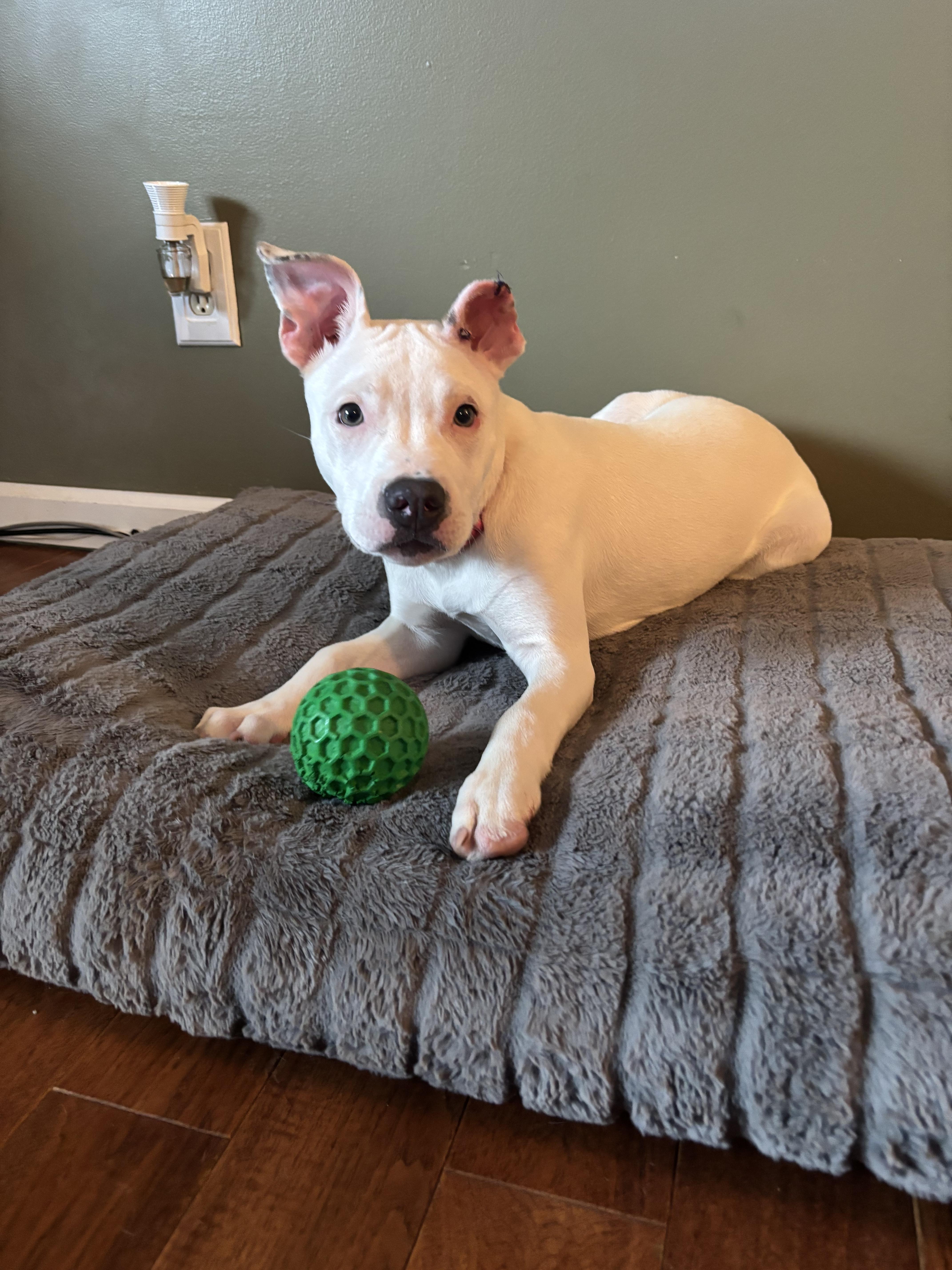 Enlarge Opal (Canasta), a Adopted mixed breed in St. Clair Shores, MI image 4/5