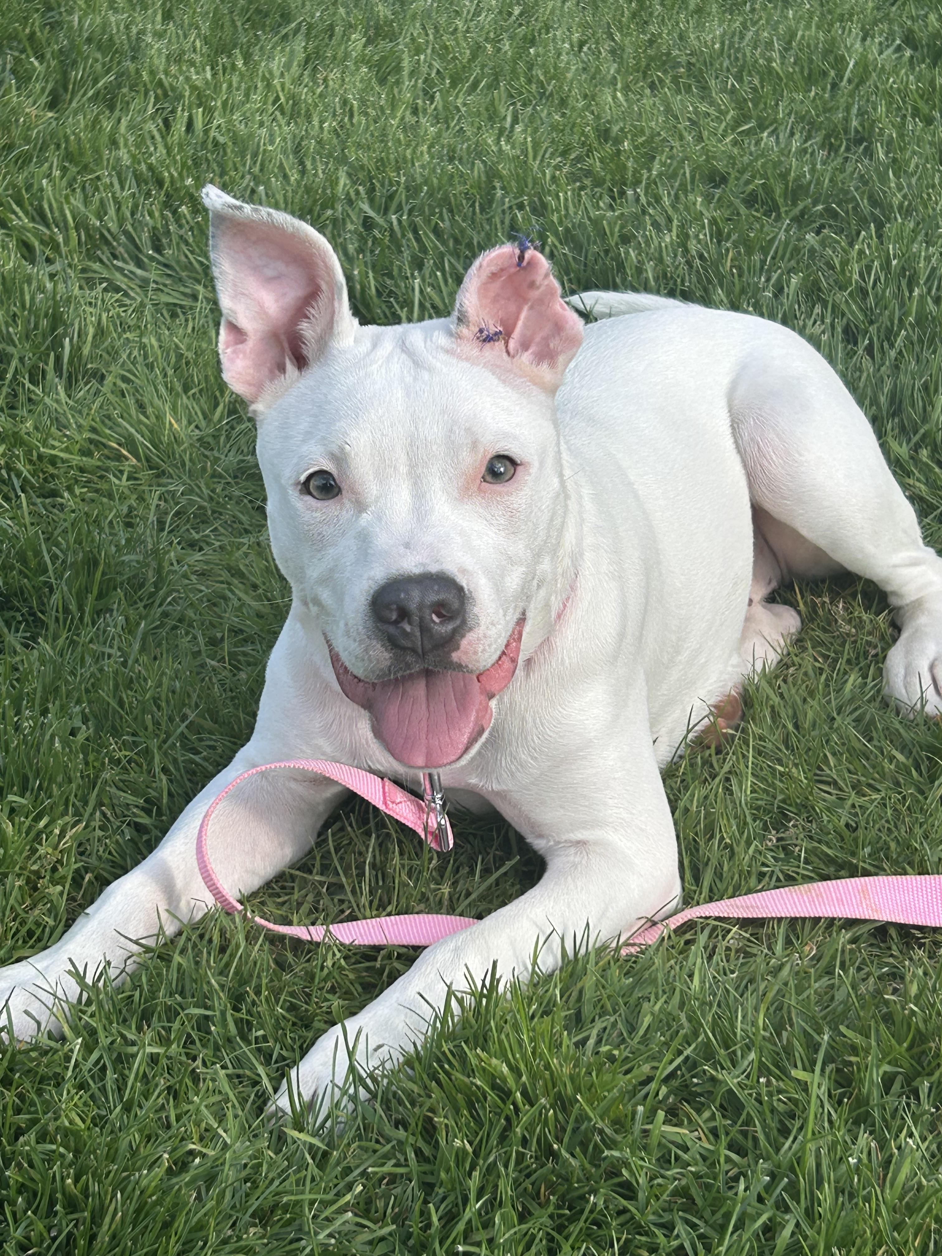 Enlarge Opal (Canasta), a Adopted mixed breed in St. Clair Shores, MI image 5/5