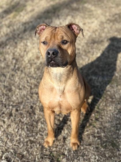 Whisper, Adoptable, Adult Female Pit Bull Terrier & Mixed Breed.