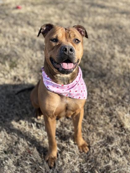 Whisper, Adoptable, Adult Female Pit Bull Terrier & Mixed Breed.