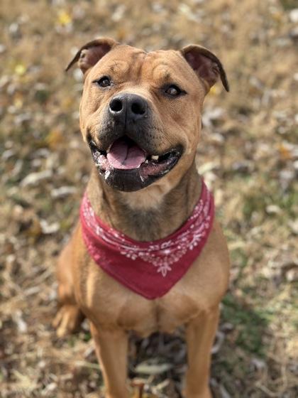 Enlarge Whisper, a Adoptable mixed breed in Bartlesville, OK image 1/3