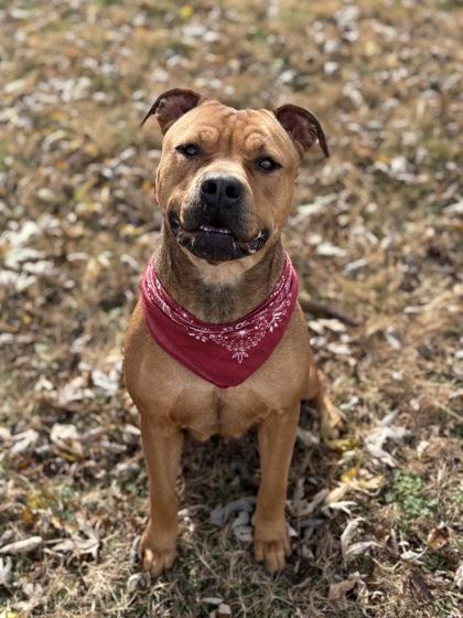 Whisper, Adoptable, Adult Female Pit Bull Terrier & Mixed Breed.