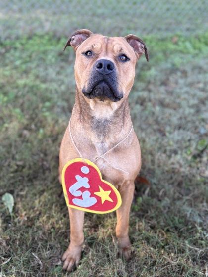 Enlarge Whisper, a Adoptable mixed breed in Bartlesville, OK image 3/3