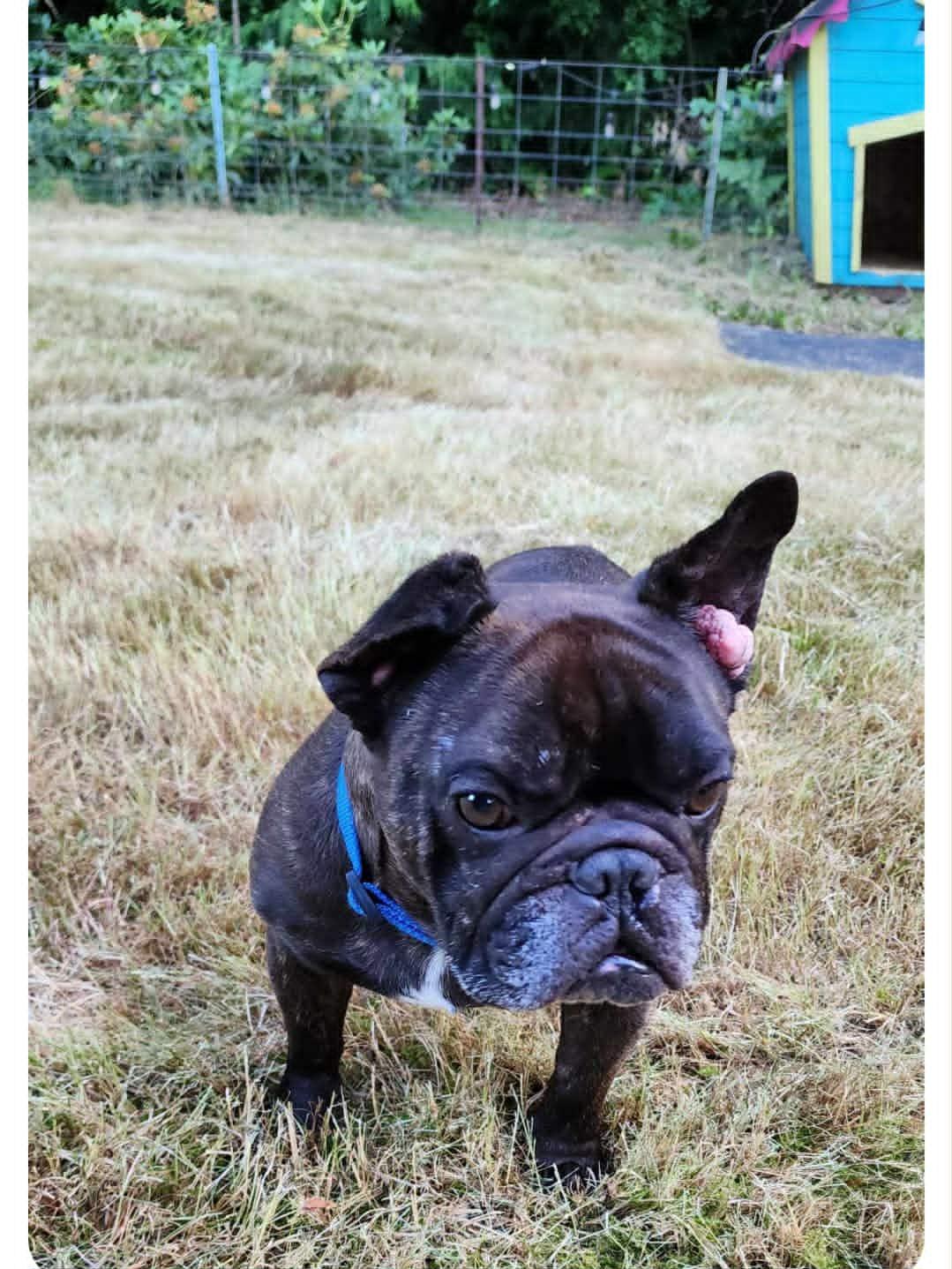 Harvey, a Adopted French Bulldog in Castle Rock, WA image 1/2