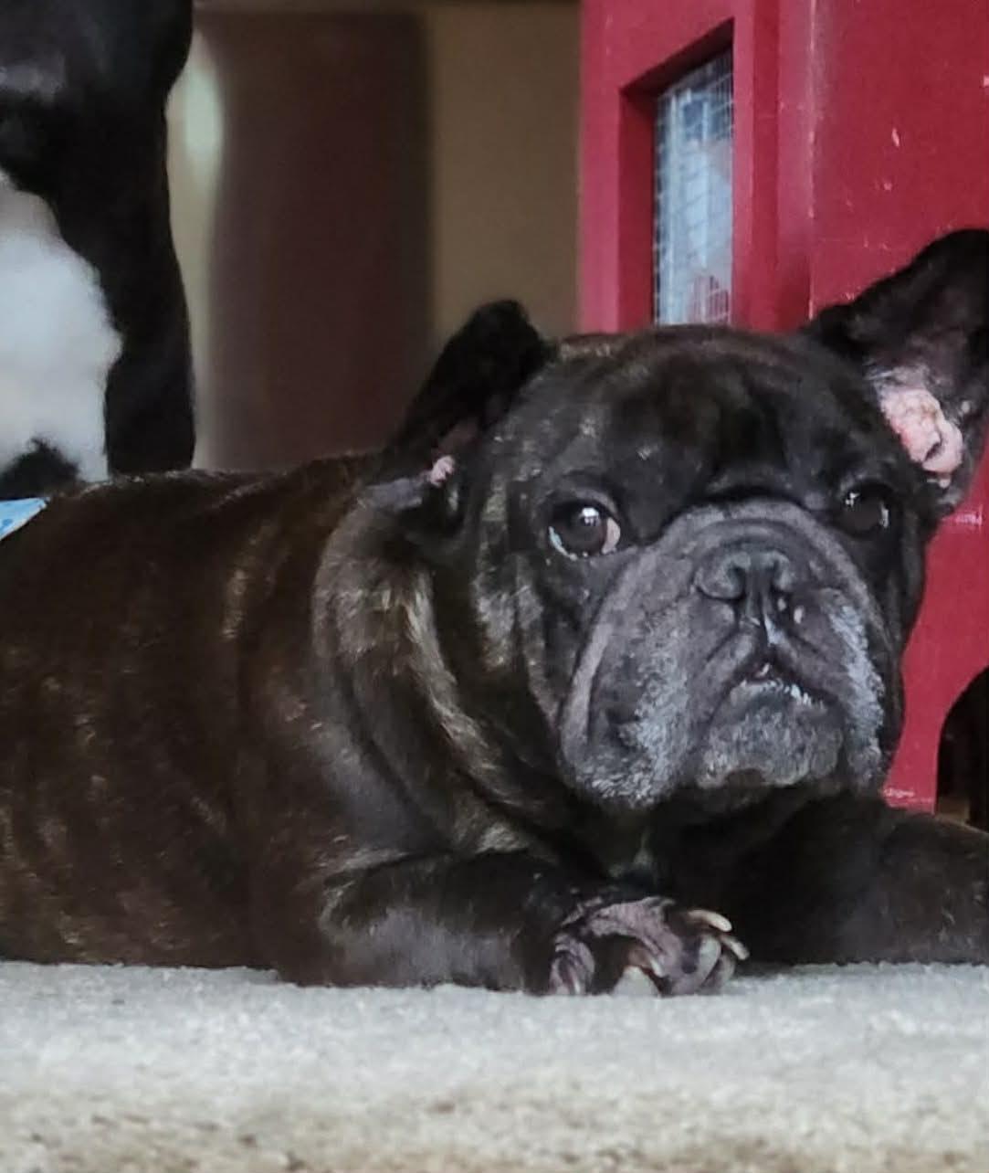 Harvey, a Adopted French Bulldog in Castle Rock, WA image 2/2