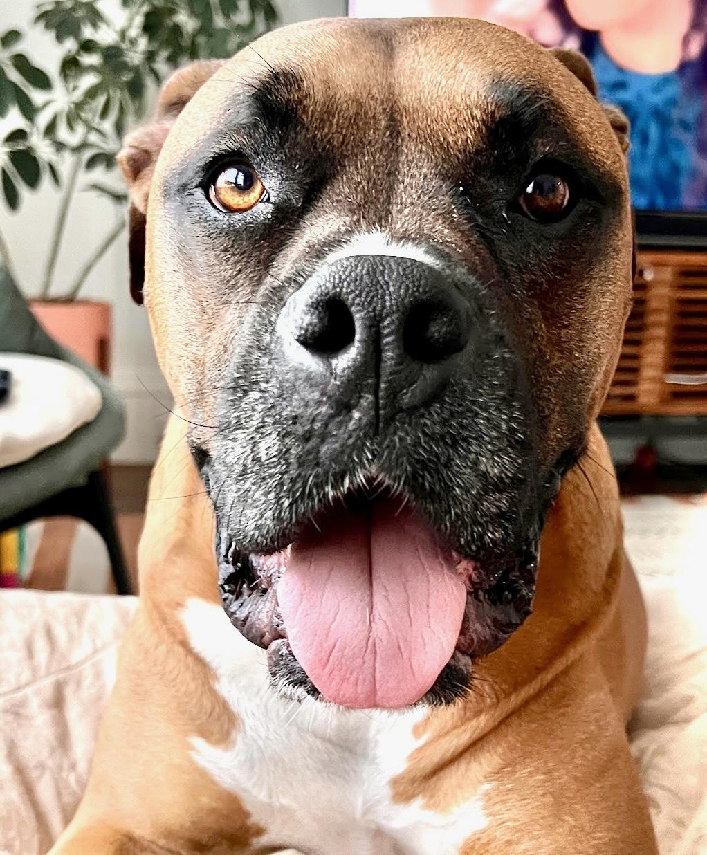 Izzy, Adoptable, Adult Female Boxer & Pit Bull Terrier.