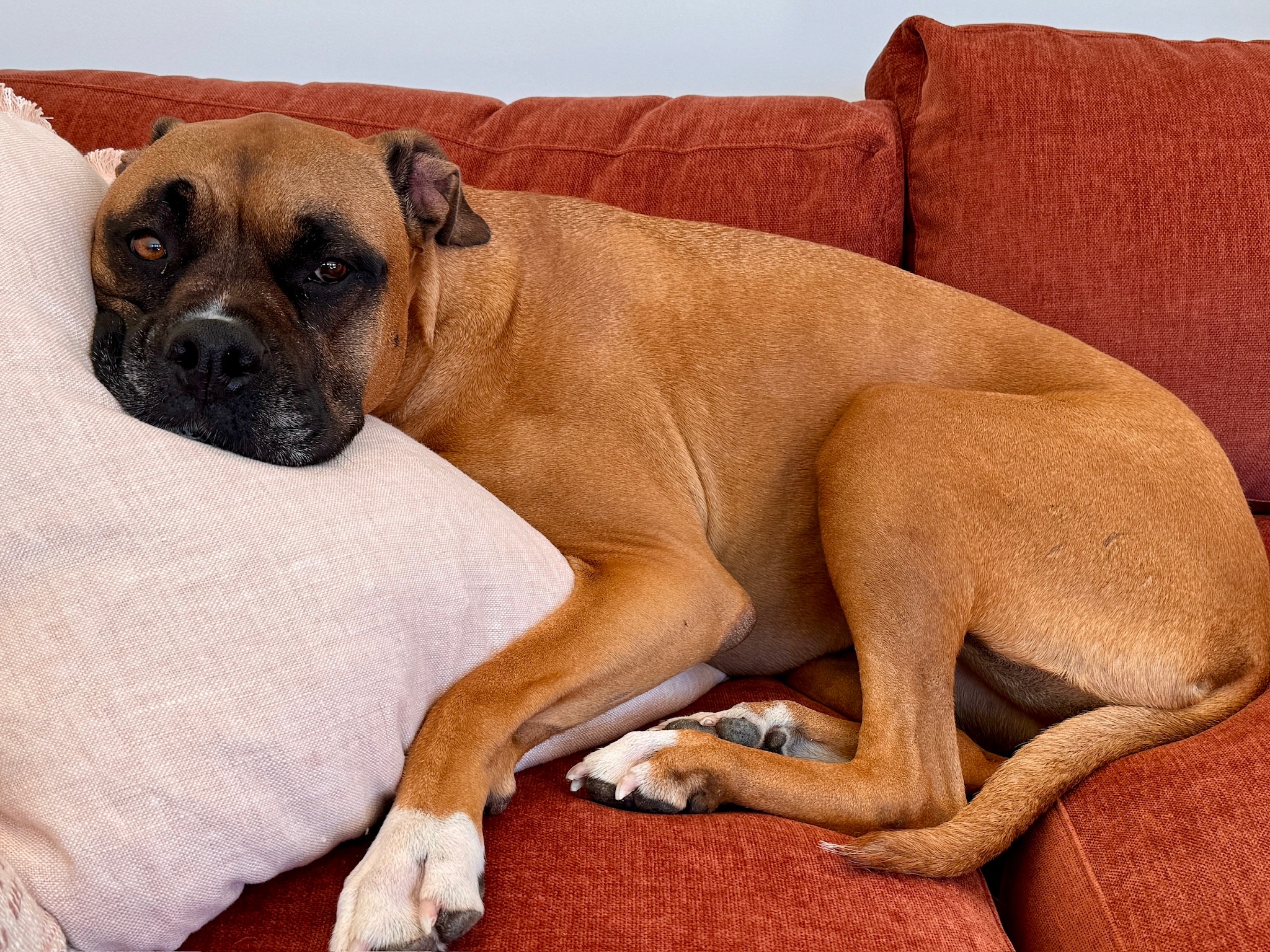 Izzy, a Adoptable mixed breed in Citrus Heights, CA image 6/6