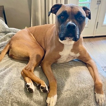 Izzy, a Adoptable mixed breed in Citrus Heights, CA image 3/6