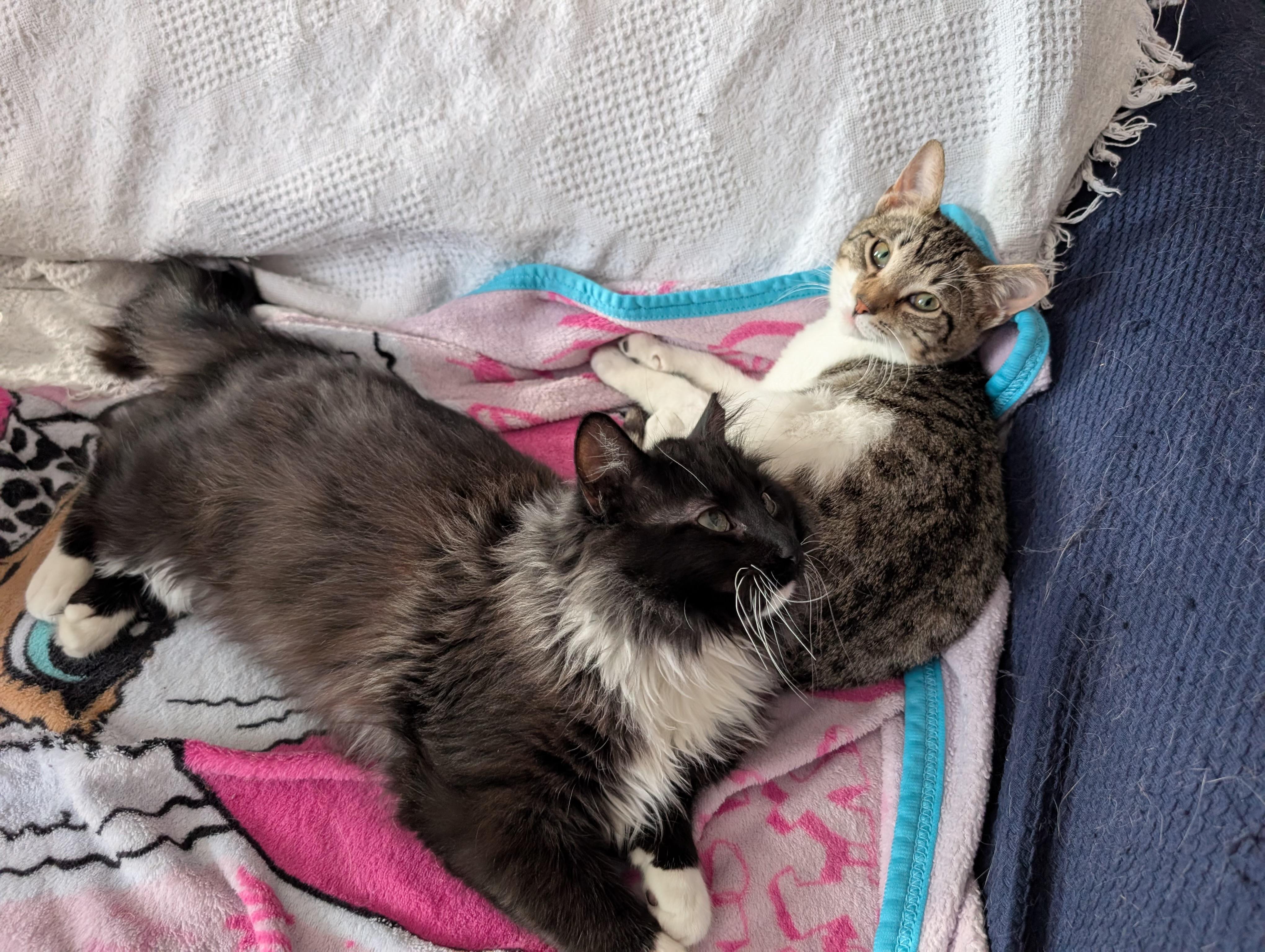 ROBIN and STEVE, ADOPTABLE, Kitten Female Domestic Short Hair & Tabby.