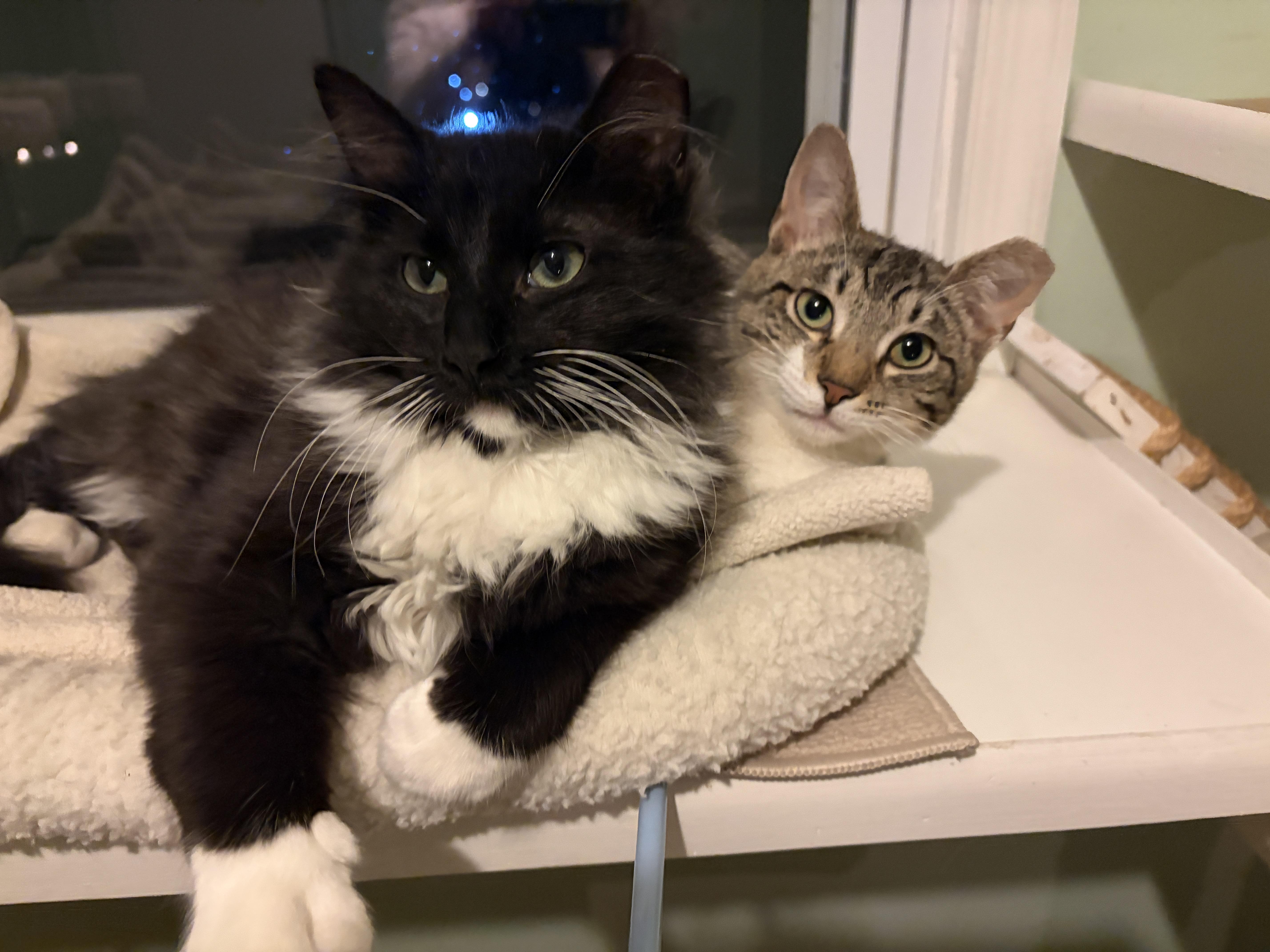 ROBIN and STEVE, a ADOPTABLE mixed breed in Churchville, PA image 1/6