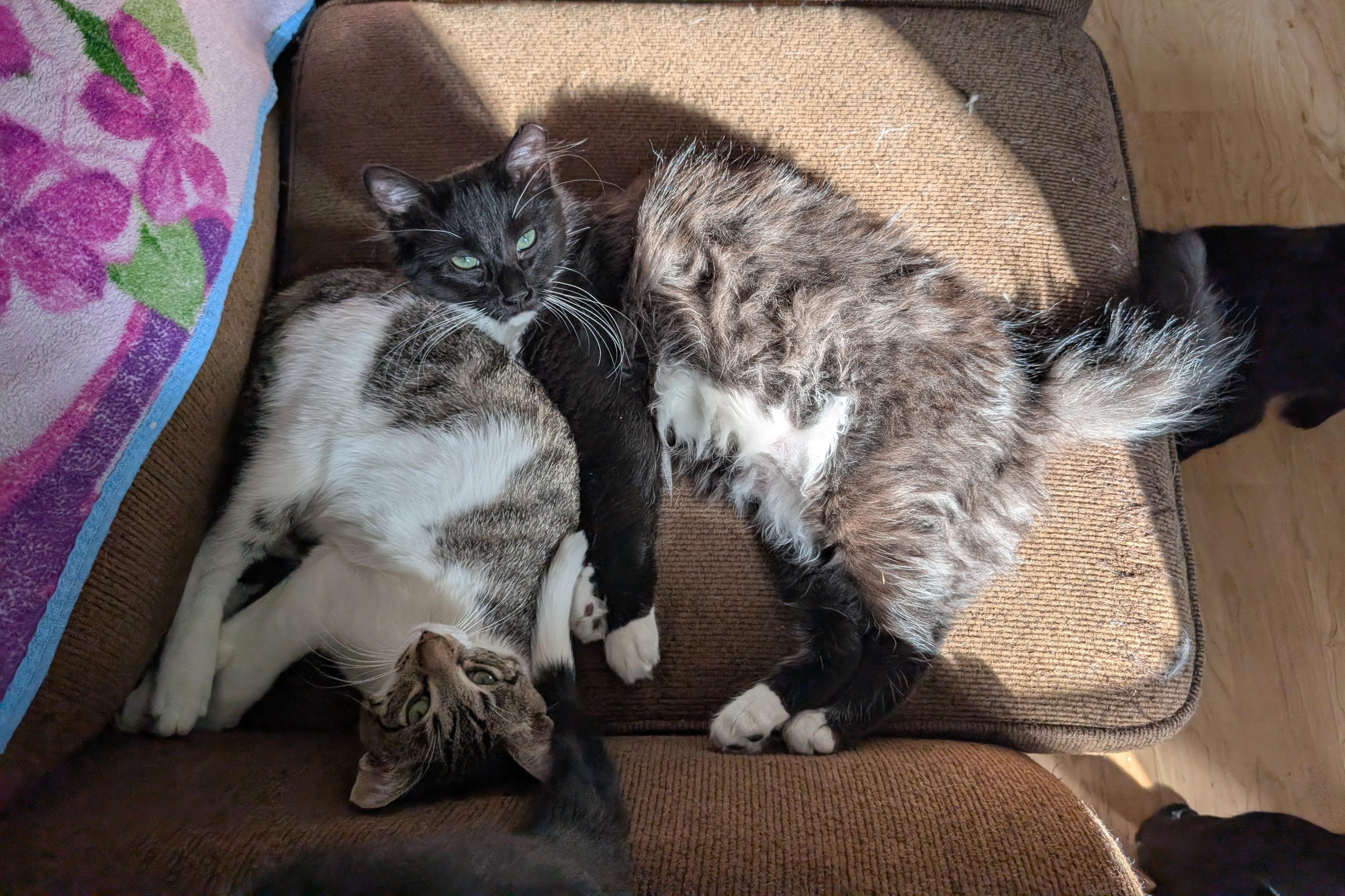 Enlarge ROBIN and STEVE, a ADOPTABLE mixed breed in Churchville, PA image 6/6