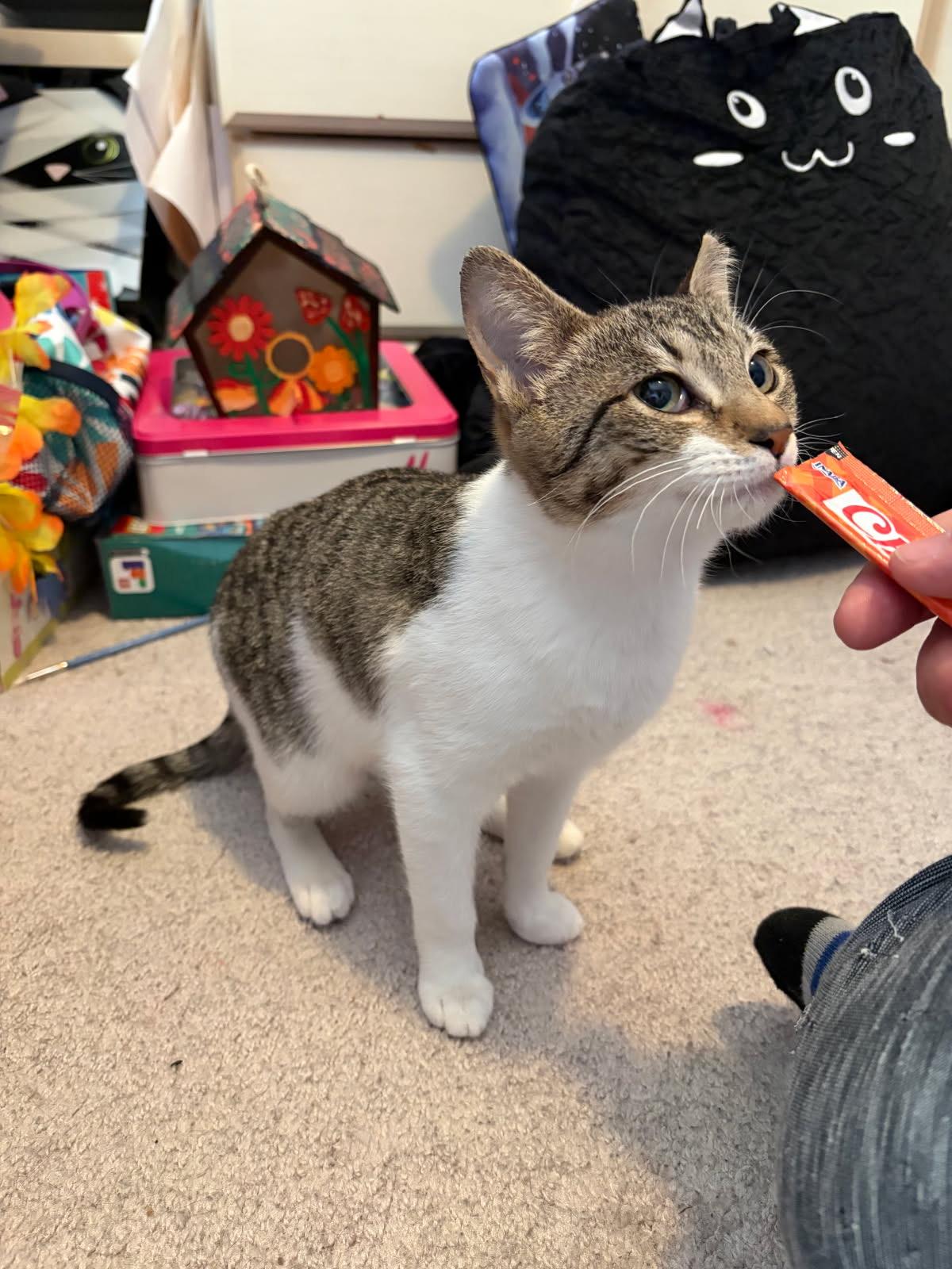 Enlarge ROBIN and STEVE, a ADOPTABLE mixed breed in Churchville, PA image 3/6