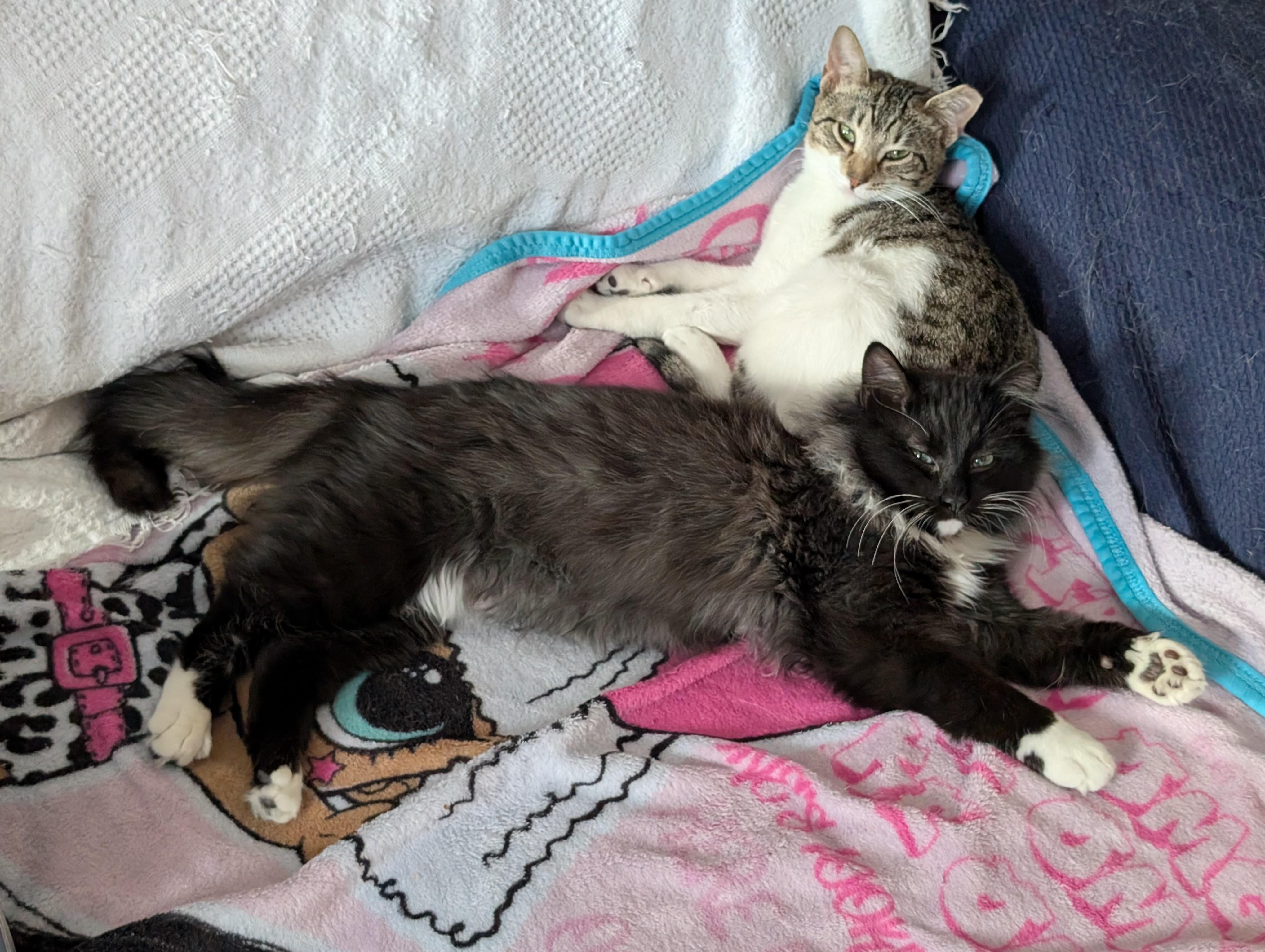 Enlarge ROBIN and STEVE, a ADOPTABLE mixed breed in Churchville, PA image 4/6