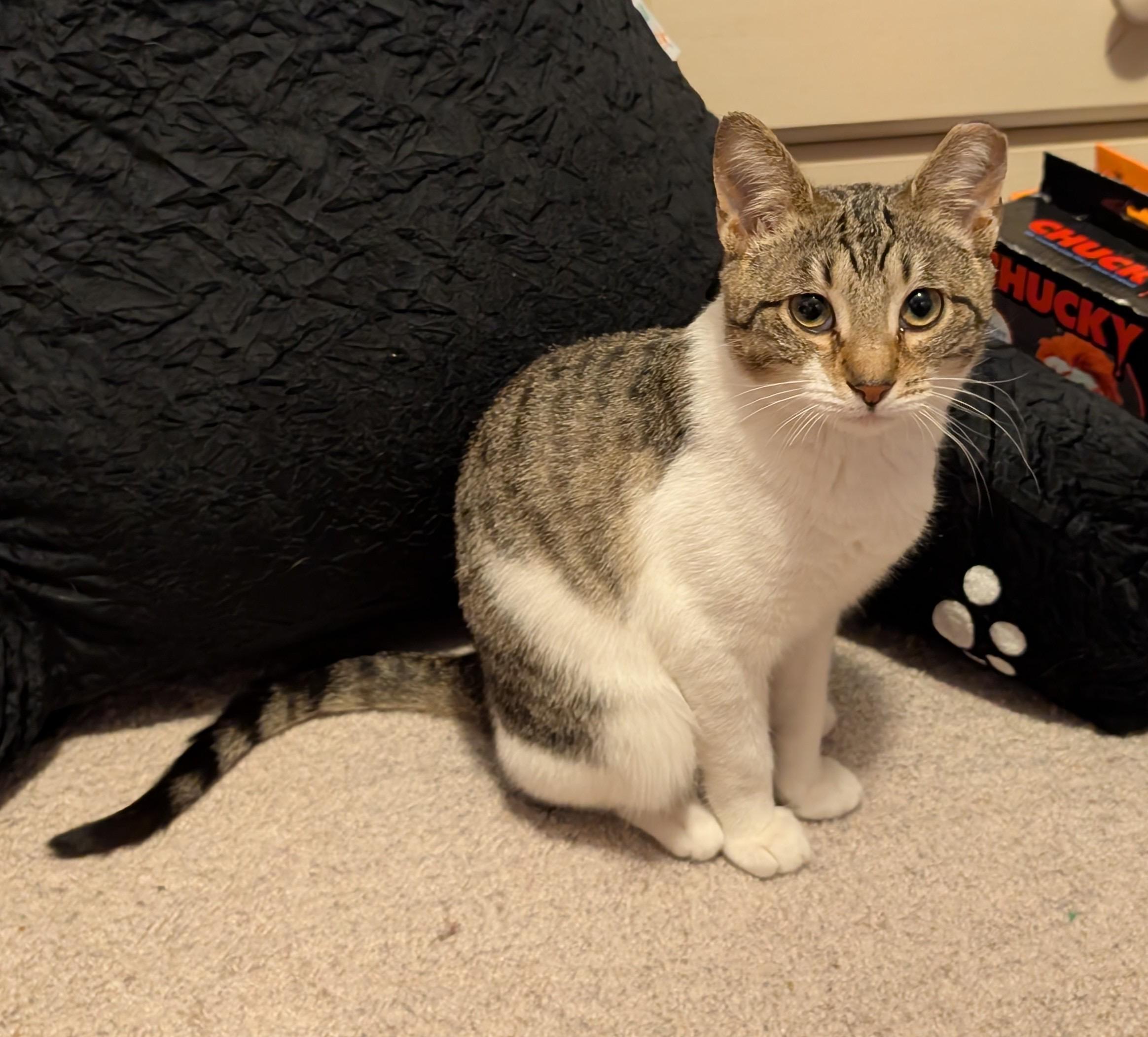 Enlarge ROBIN and STEVE, a ADOPTABLE mixed breed in Churchville, PA image 2/6