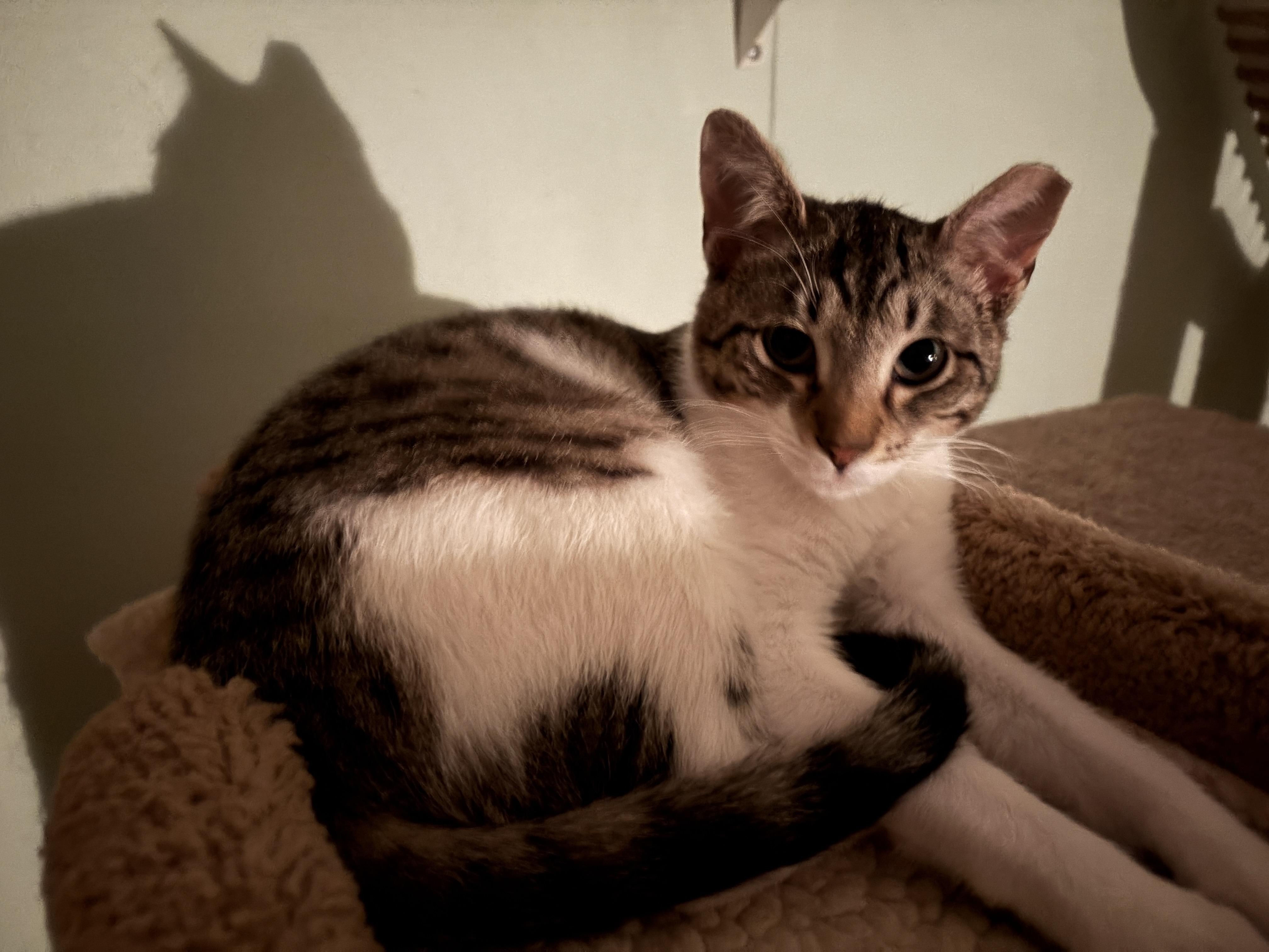 ROBIN and STEVE, a ADOPTABLE mixed breed in Churchville, PA image 6/6