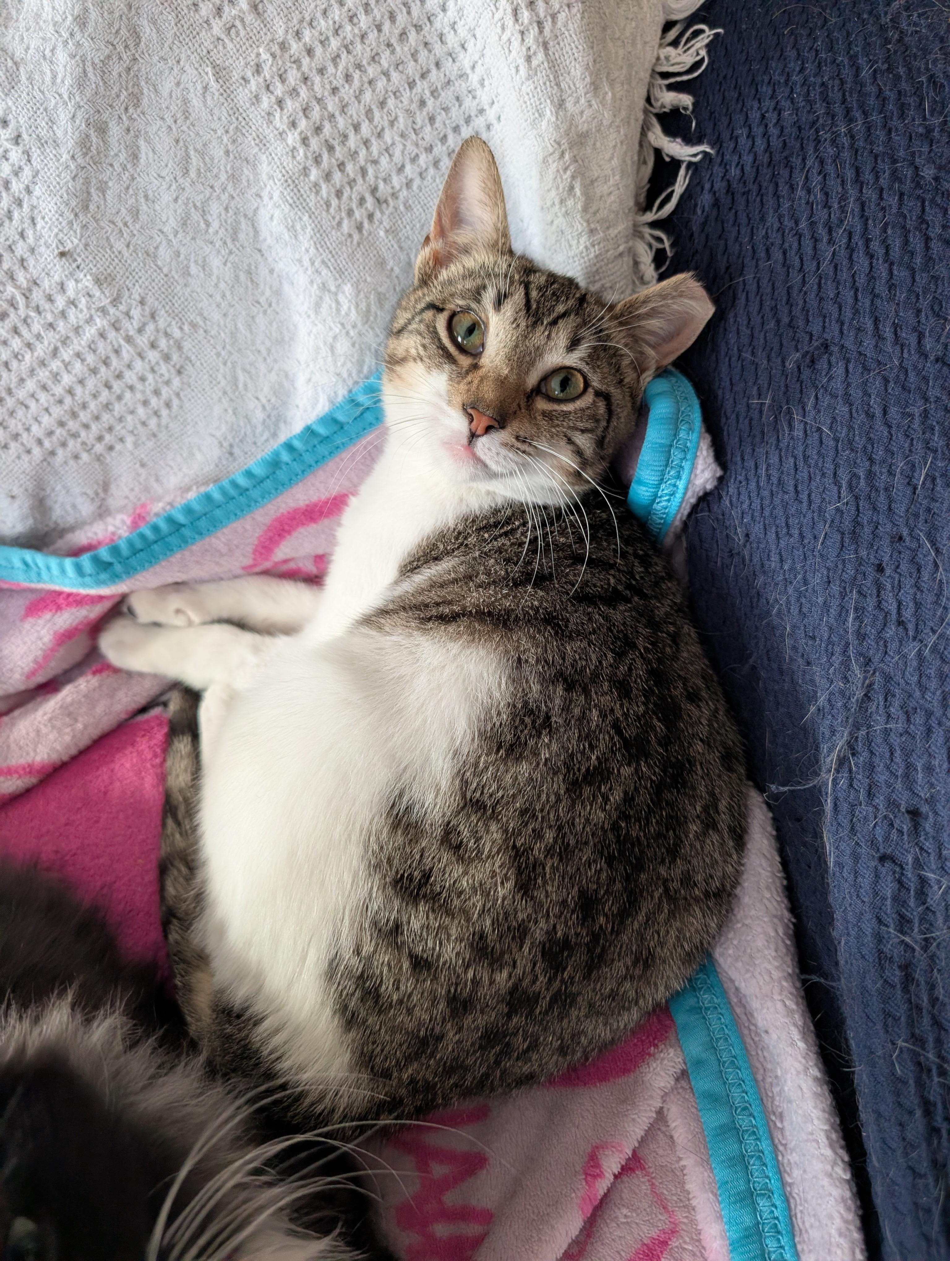Enlarge ROBIN and STEVE, a ADOPTABLE mixed breed in Churchville, PA image 5/6
