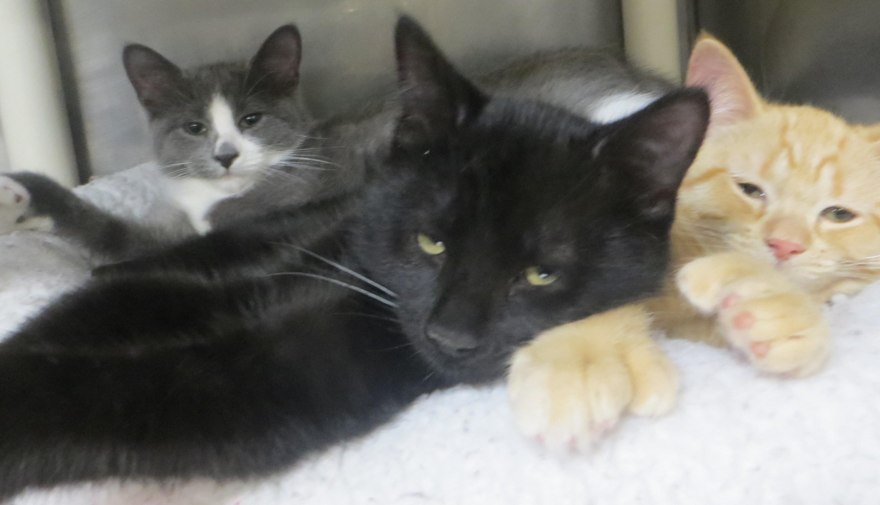 Enlarge Bonded Family, a Adopted Domestic Short Hair in Brockton, MA image 3/3