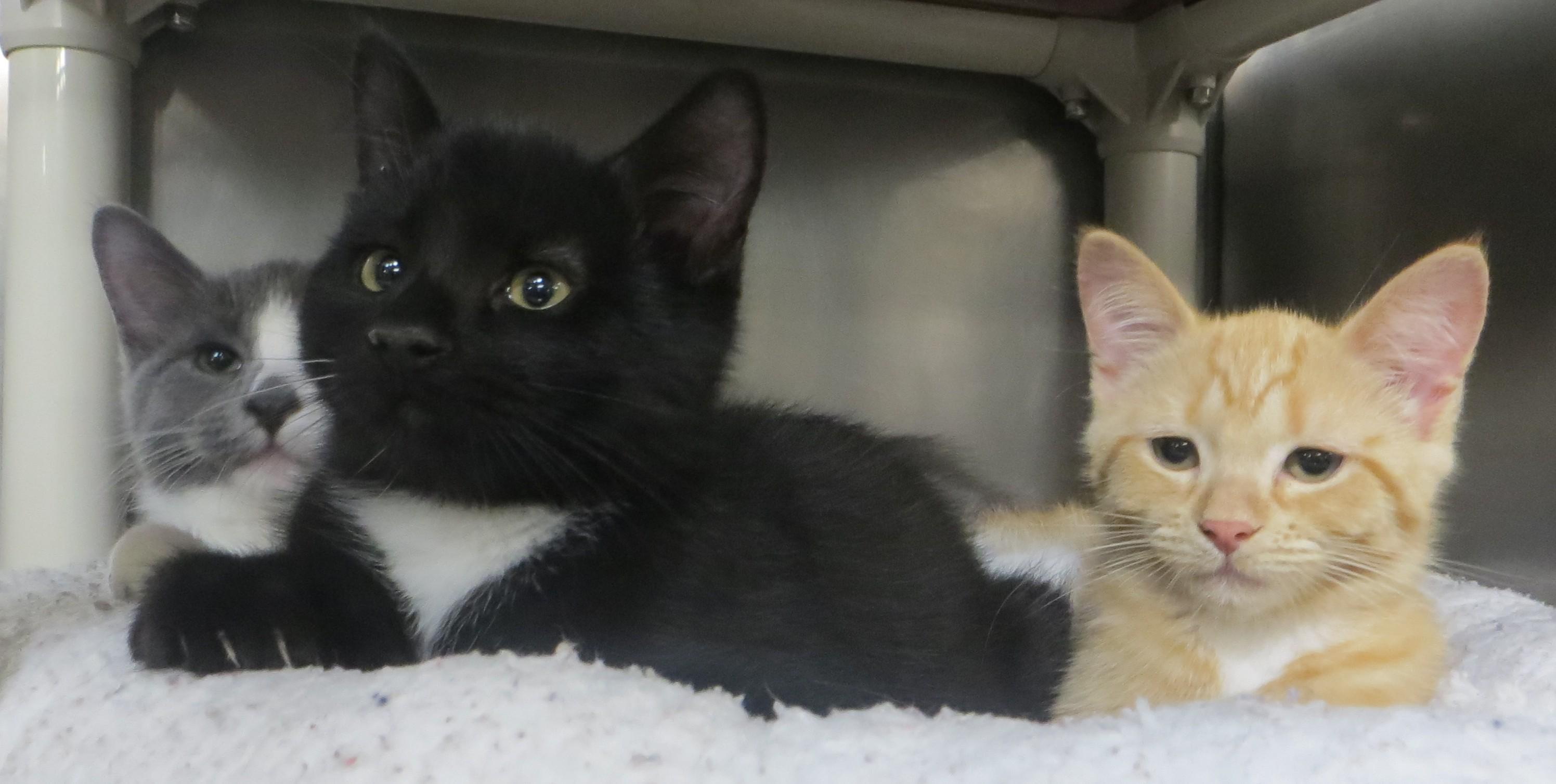 Enlarge Bonded Family, a Adopted Domestic Short Hair in Brockton, MA image 2/3