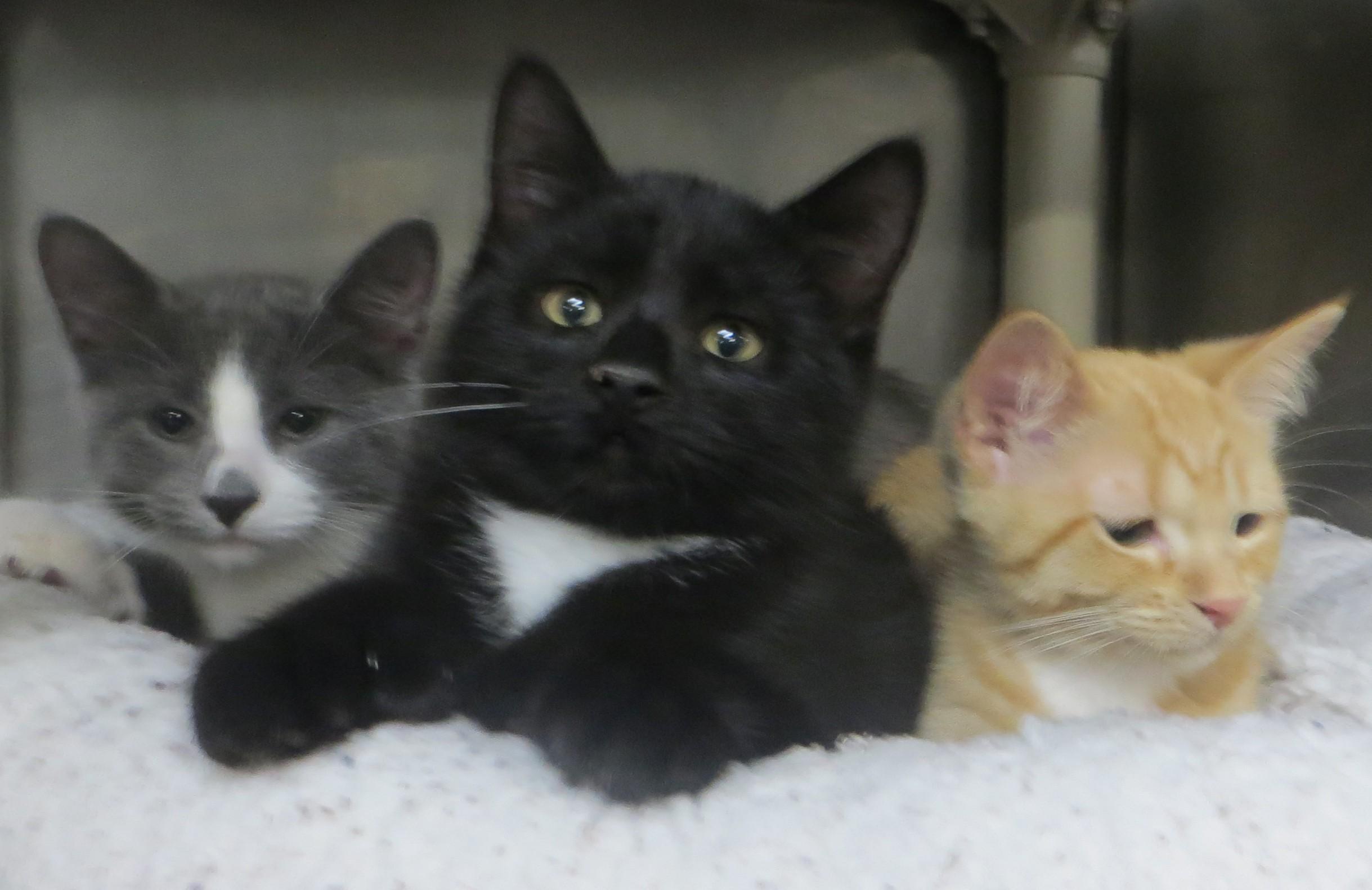 Enlarge Bonded Family, a Adopted Domestic Short Hair in Brockton, MA image 1/3