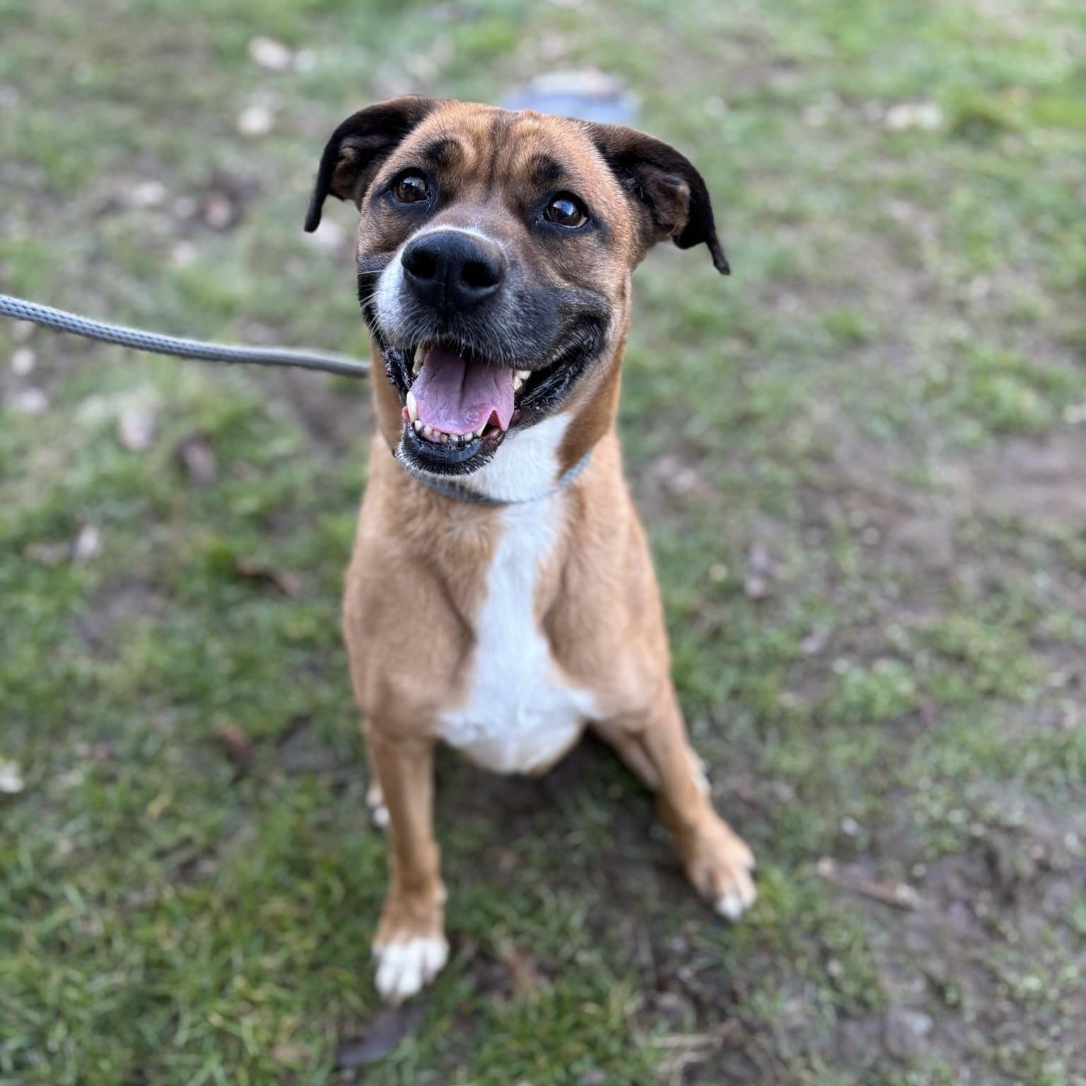 Molly (20241028-01), an adoptable Boxer, Labrador Retriever in Hamilton, ON, L8P 4Y5 | Photo Image 1
