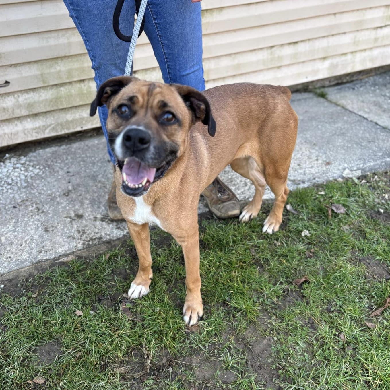 Molly (20241028-01), an adoptable Boxer, Labrador Retriever in Hamilton, ON, L8P 4Y5 | Photo Image 2
