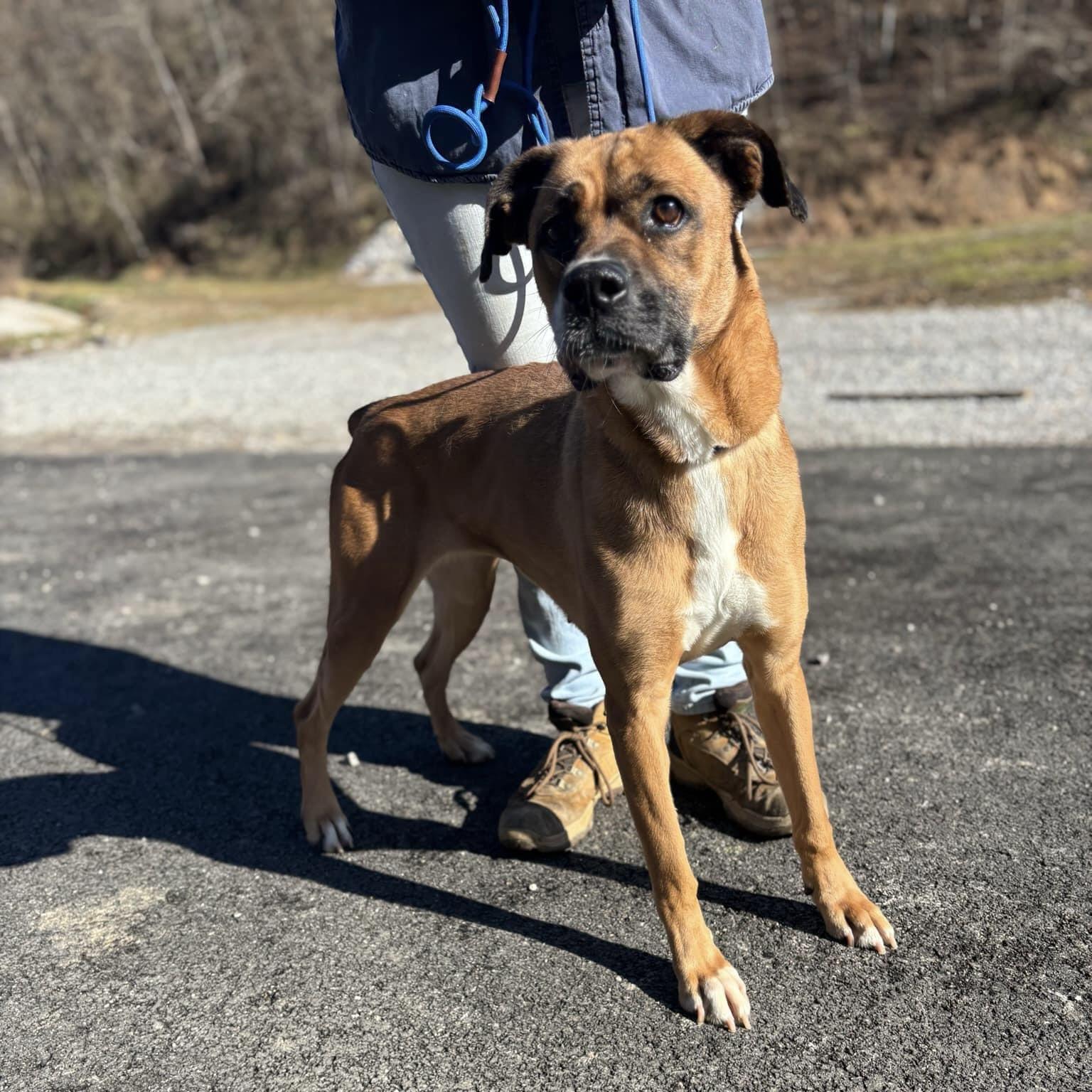 Molly (20241028-01), an adoptable Boxer, Labrador Retriever in Hamilton, ON, L8P 4Y5 | Photo Image 3