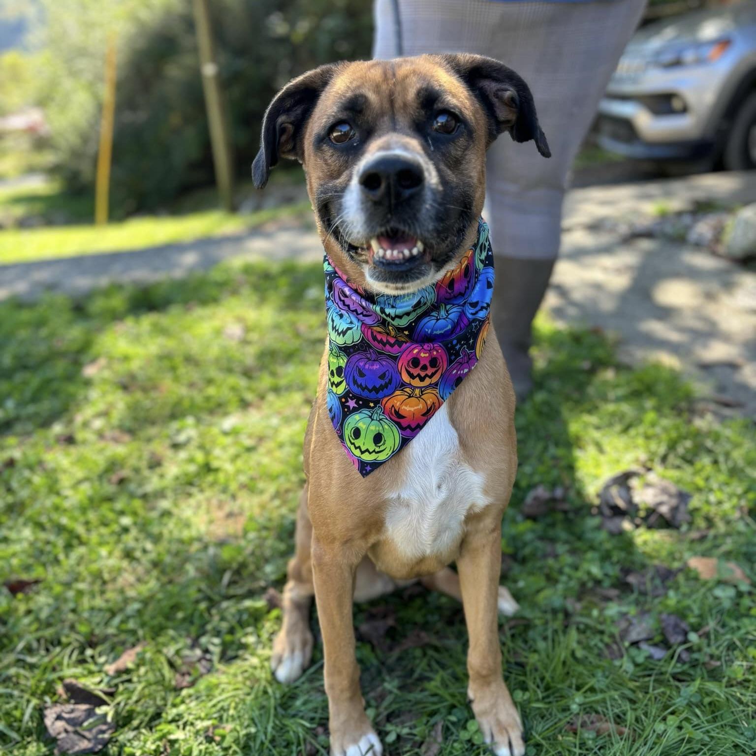 Molly (20241028-01), an adoptable Boxer, Labrador Retriever in Hamilton, ON, L8P 4Y5 | Photo Image 4