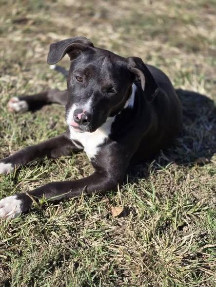 Enlarge Selena, a Adoptable mixed breed in Okemah, OK image 2/5