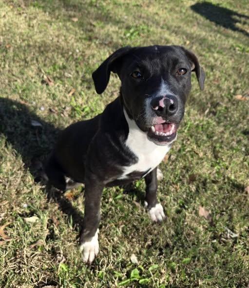 Enlarge Selena, a Adoptable mixed breed in Okemah, OK image 4/5