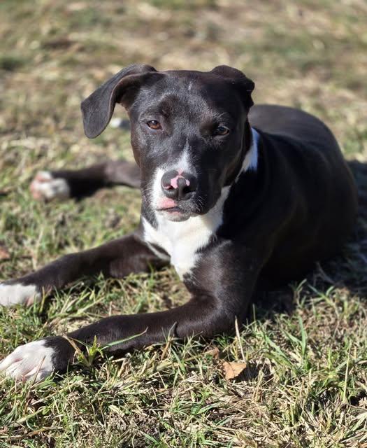 Selena, Adoptable, Young Female Mixed Breed.