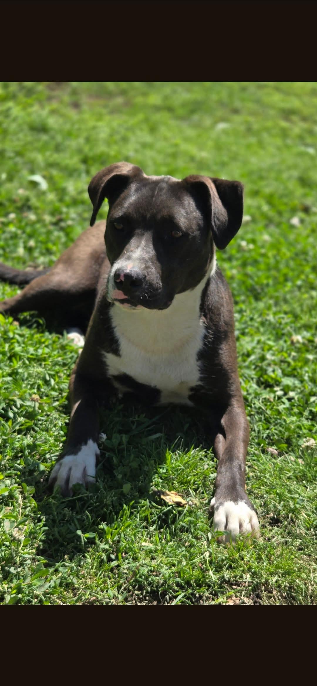 Selena, Adoptable, Young Female Mixed Breed.