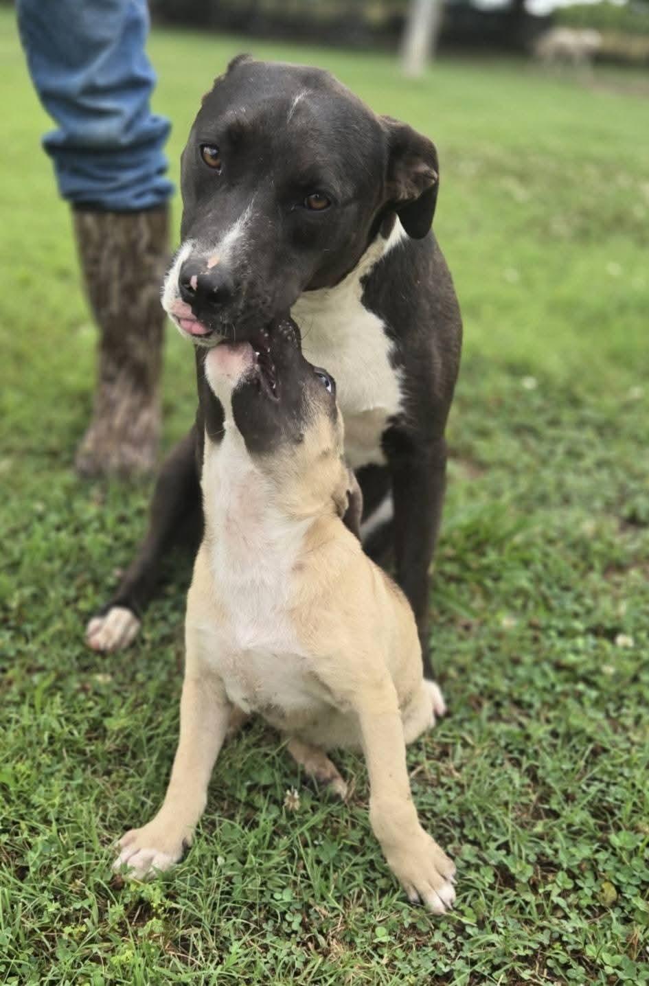 Selena, a Adoptable mixed breed in Okemah, OK image 2/5
