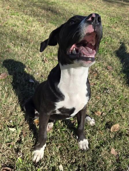 Enlarge Selena, a Adoptable mixed breed in Okemah, OK image 5/5