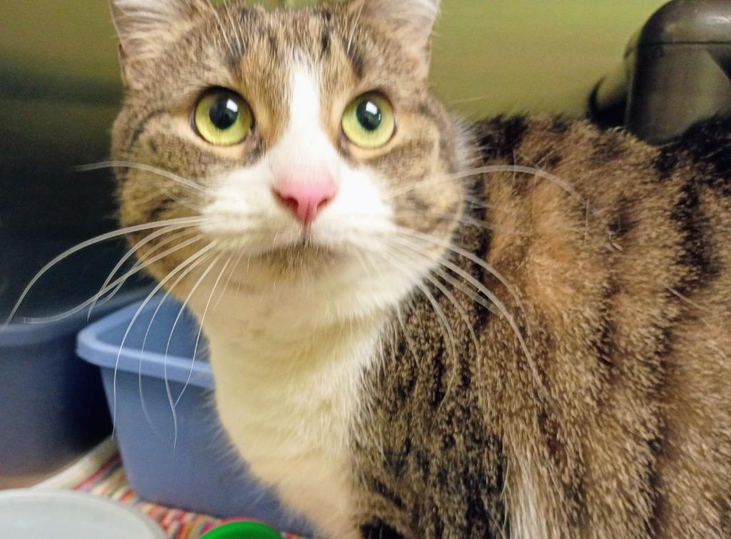 Penny Lane, Adoptable, Adult Female Tabby & Domestic Short Hair.