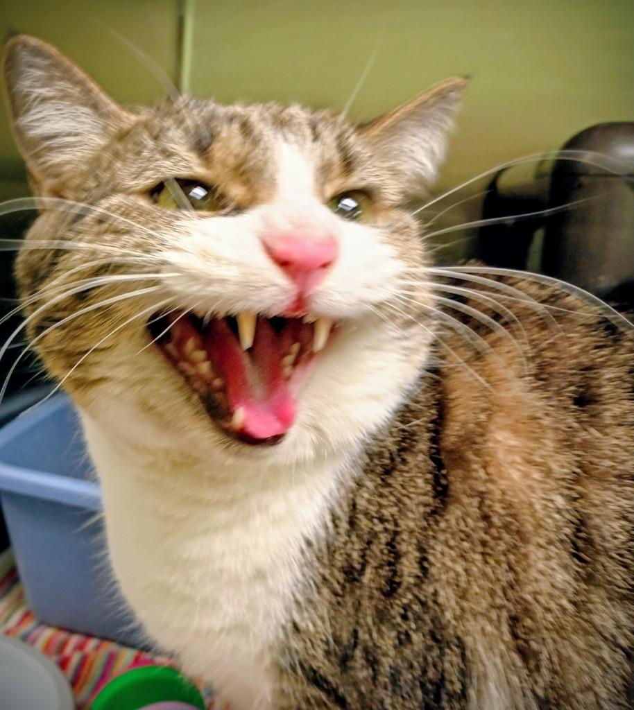 Enlarge Penny Lane, a Adoptable mixed breed in La Porte, IN image 2/2