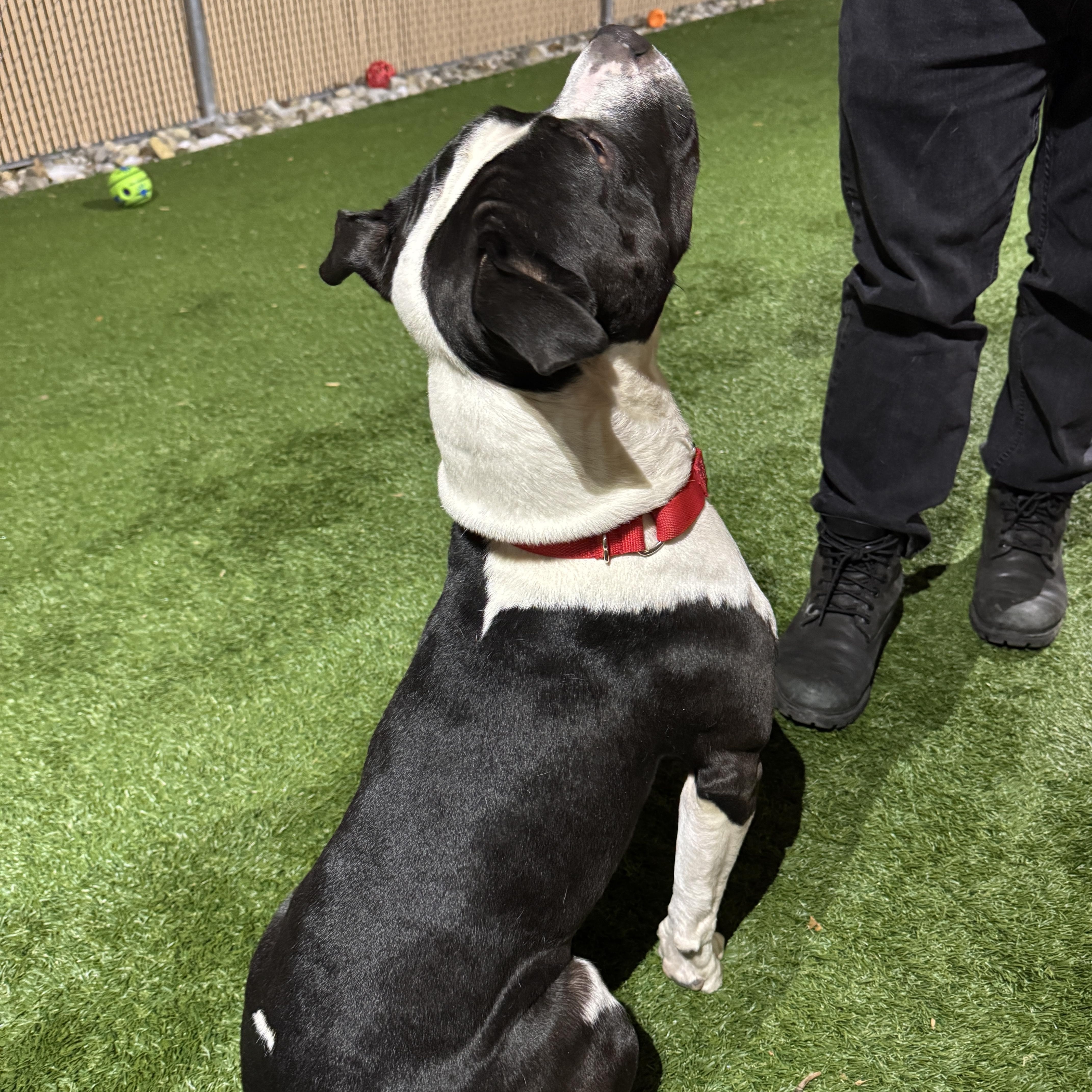 Enlarge Meet DADDY - EXTRA FRIENDLY B&W STAFFIE, what a great boy! , a ADOPTABLE mixed breed in Clifton, NJ image 5/6