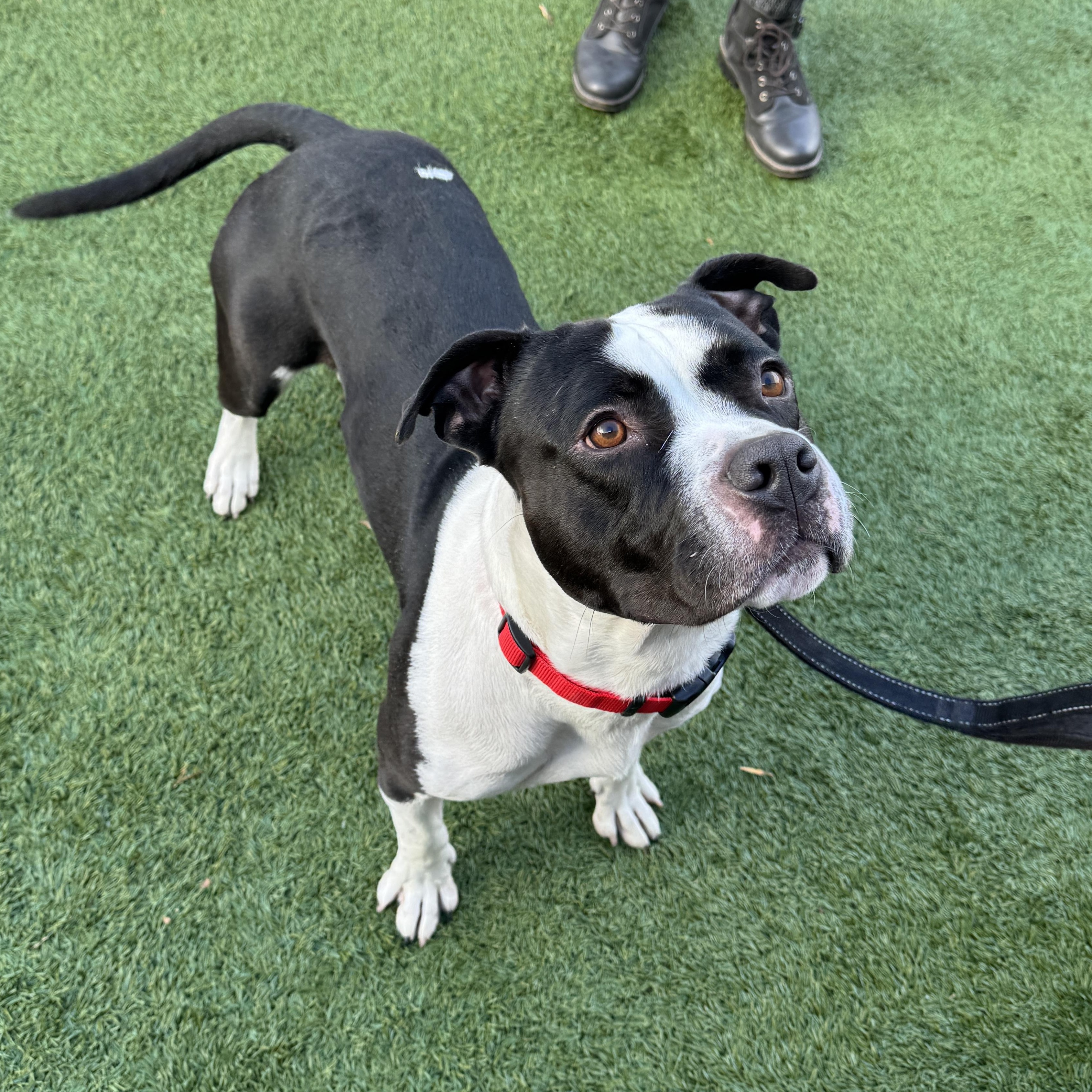 Enlarge Meet DADDY - EXTRA FRIENDLY B&W STAFFIE, what a great boy! , a ADOPTABLE mixed breed in Clifton, NJ image 6/6