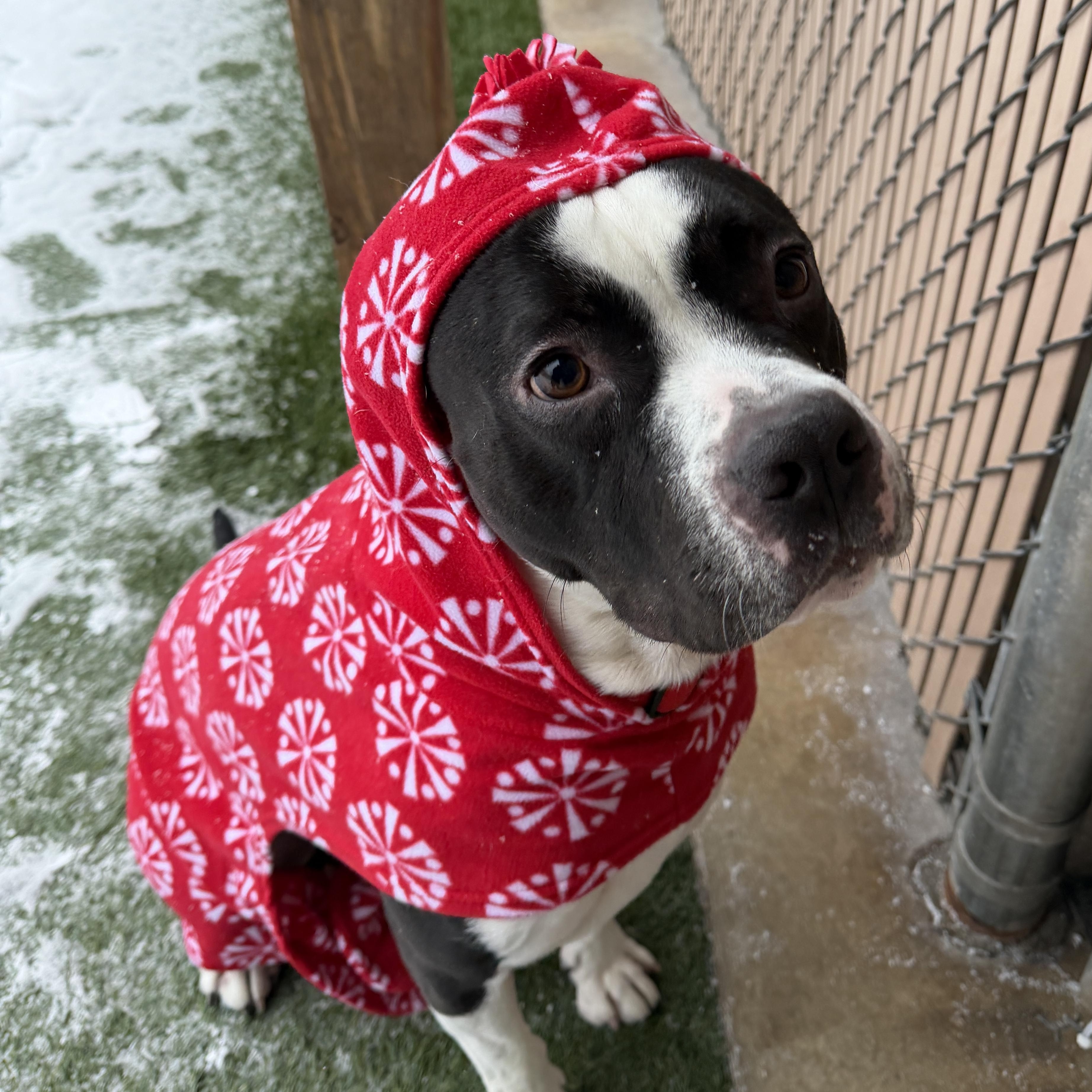 Meet DADDY - EXTRA FRIENDLY B&W STAFFIE, what a great boy! , ADOPTABLE, Young Male American Staffordshire Terrier.