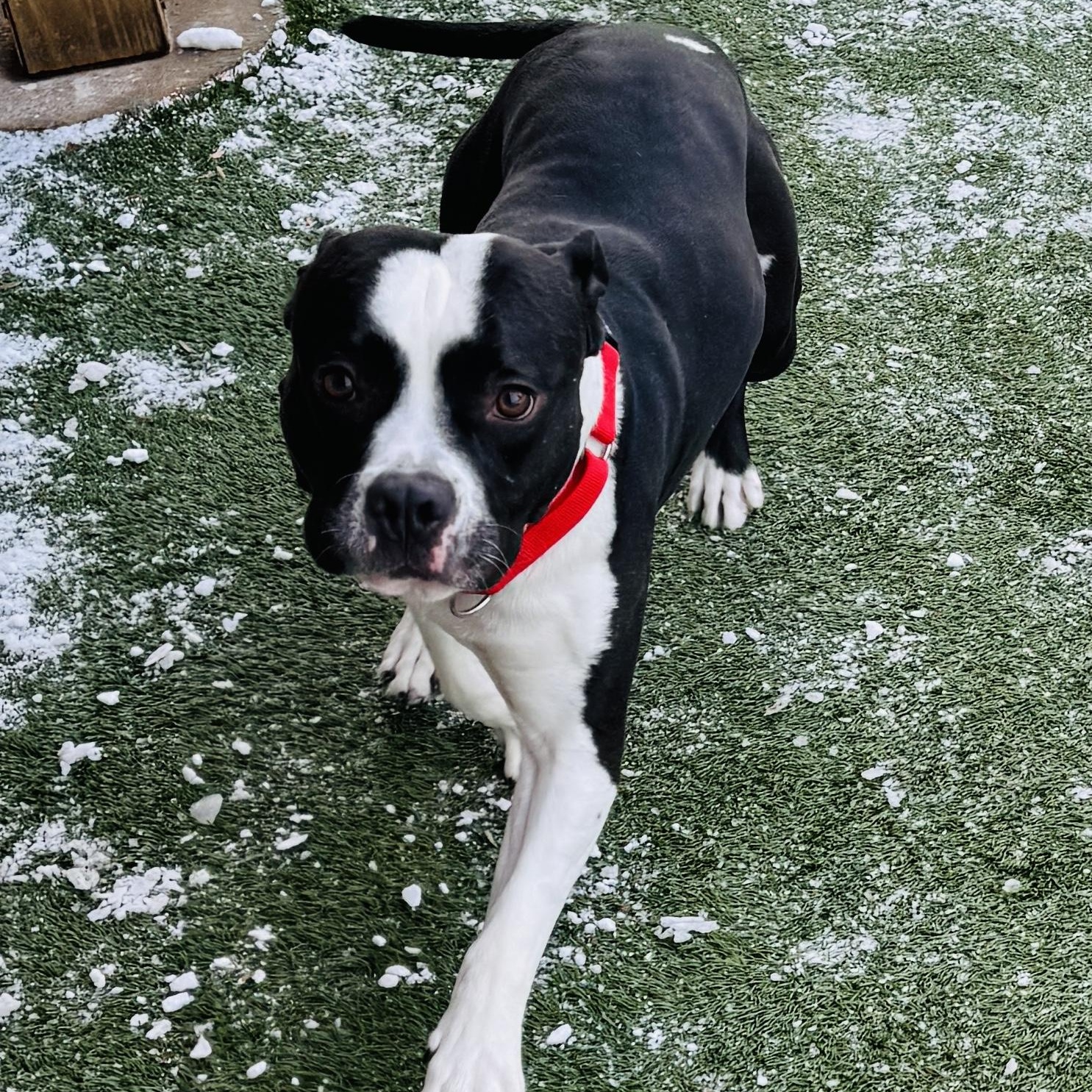 Enlarge Meet DADDY - EXTRA FRIENDLY B&W STAFFIE, what a great boy! , a ADOPTABLE mixed breed in Clifton, NJ image 3/6