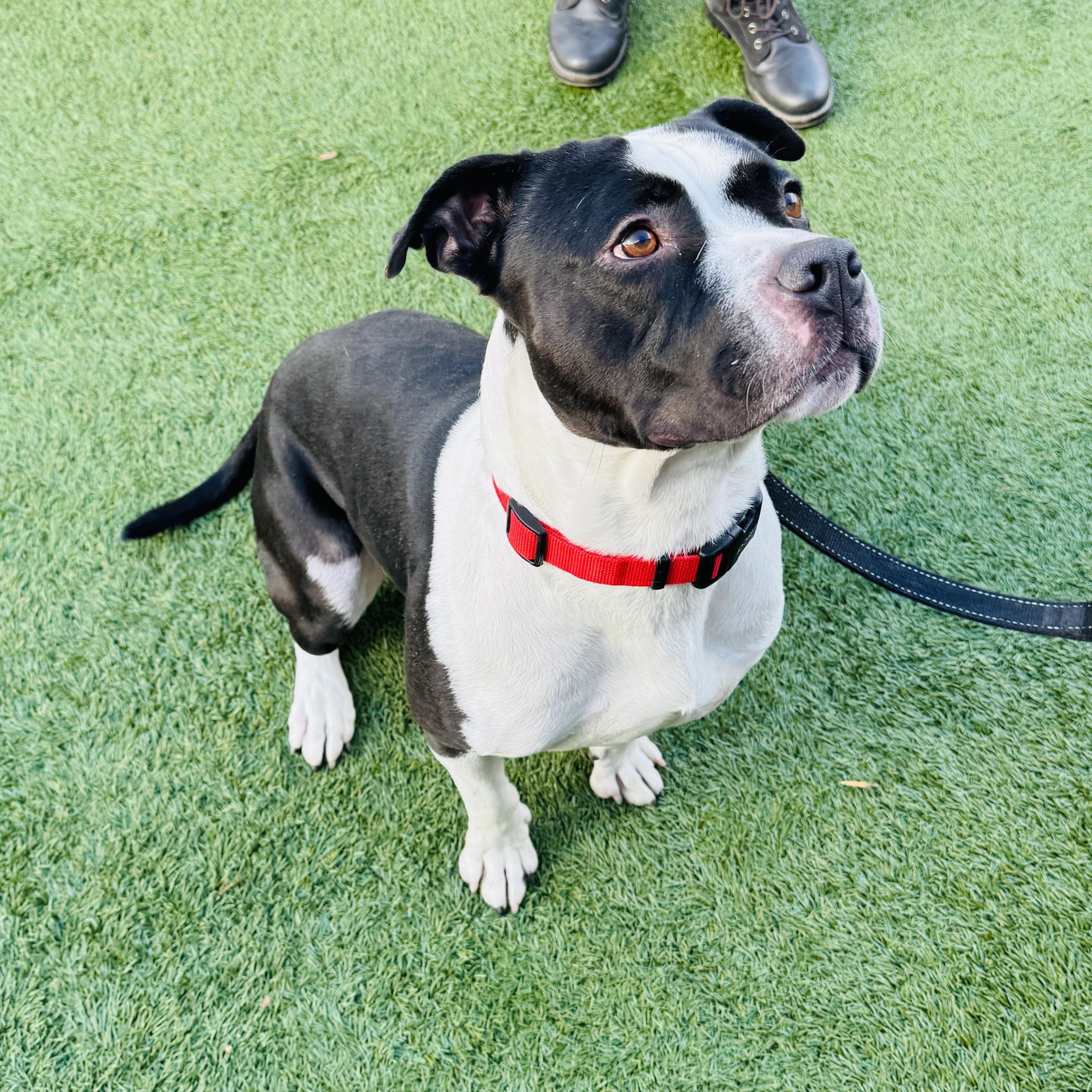 Meet DADDY - EXTRA FRIENDLY B&W STAFFIE, what a great boy! , ADOPTABLE, Young Male American Staffordshire Terrier.