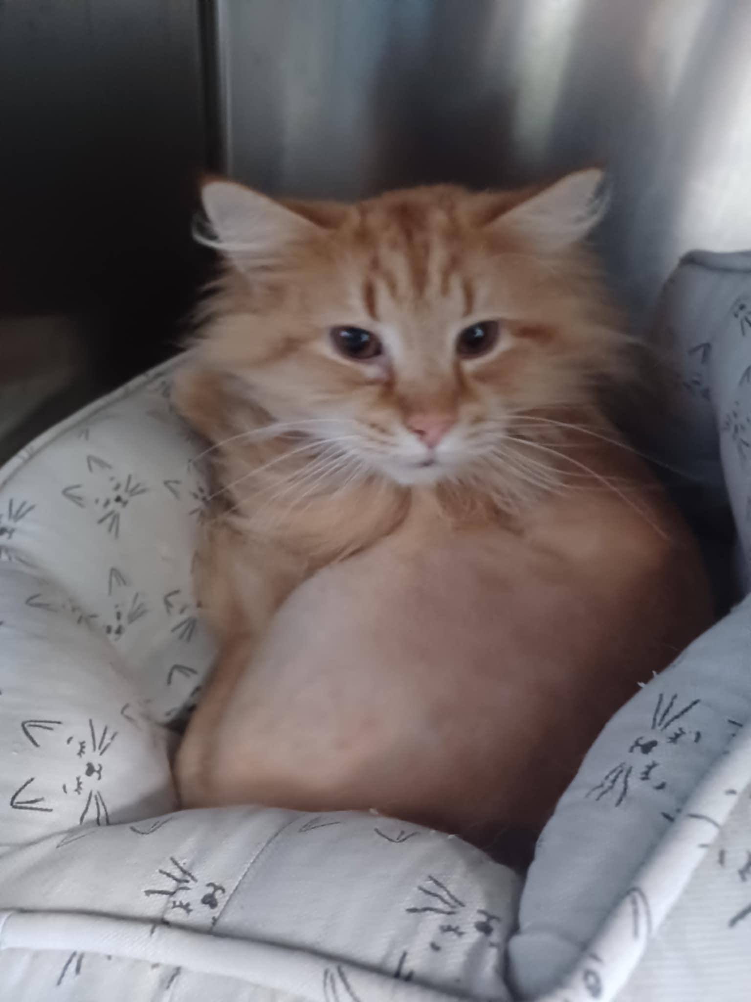 Lava Chicken, an adoptable Domestic Long Hair in Berryville, VA_image-1
