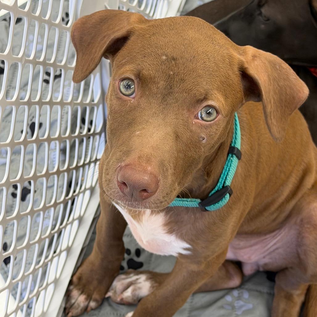 Oleander, a Adoptable mixed breed in Griswold, CT image 2/6