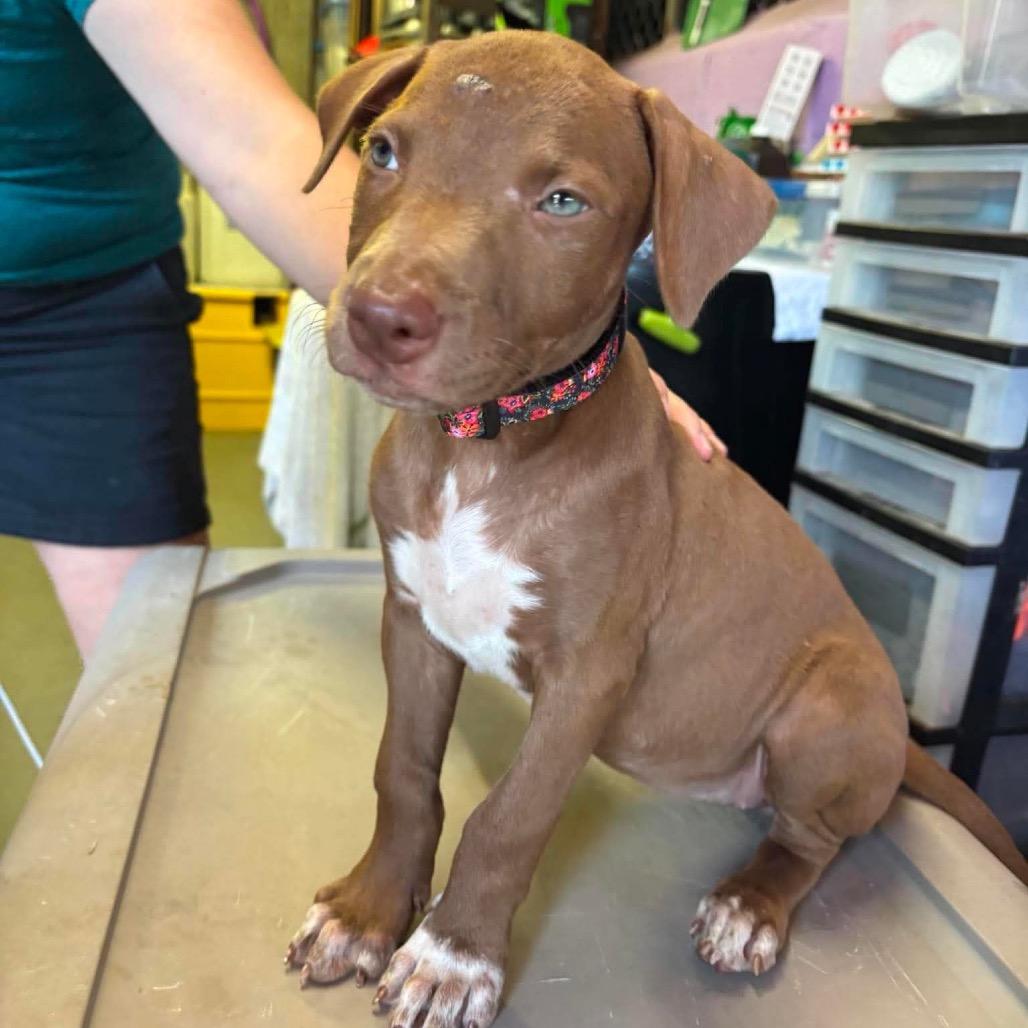 Oleander, a Adoptable mixed breed in Griswold, CT image 3/6