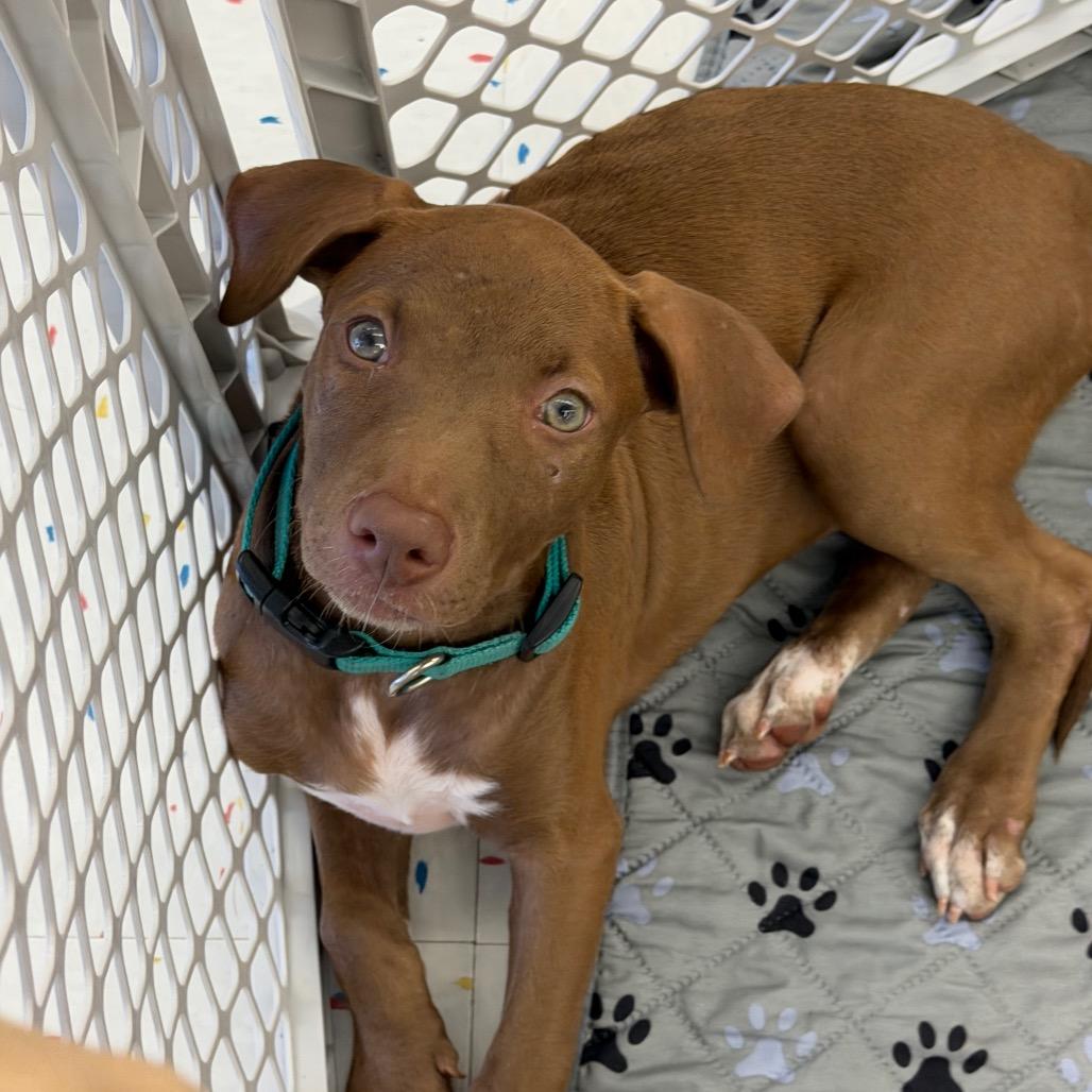 Oleander, a Adoptable mixed breed in Griswold, CT image 4/6