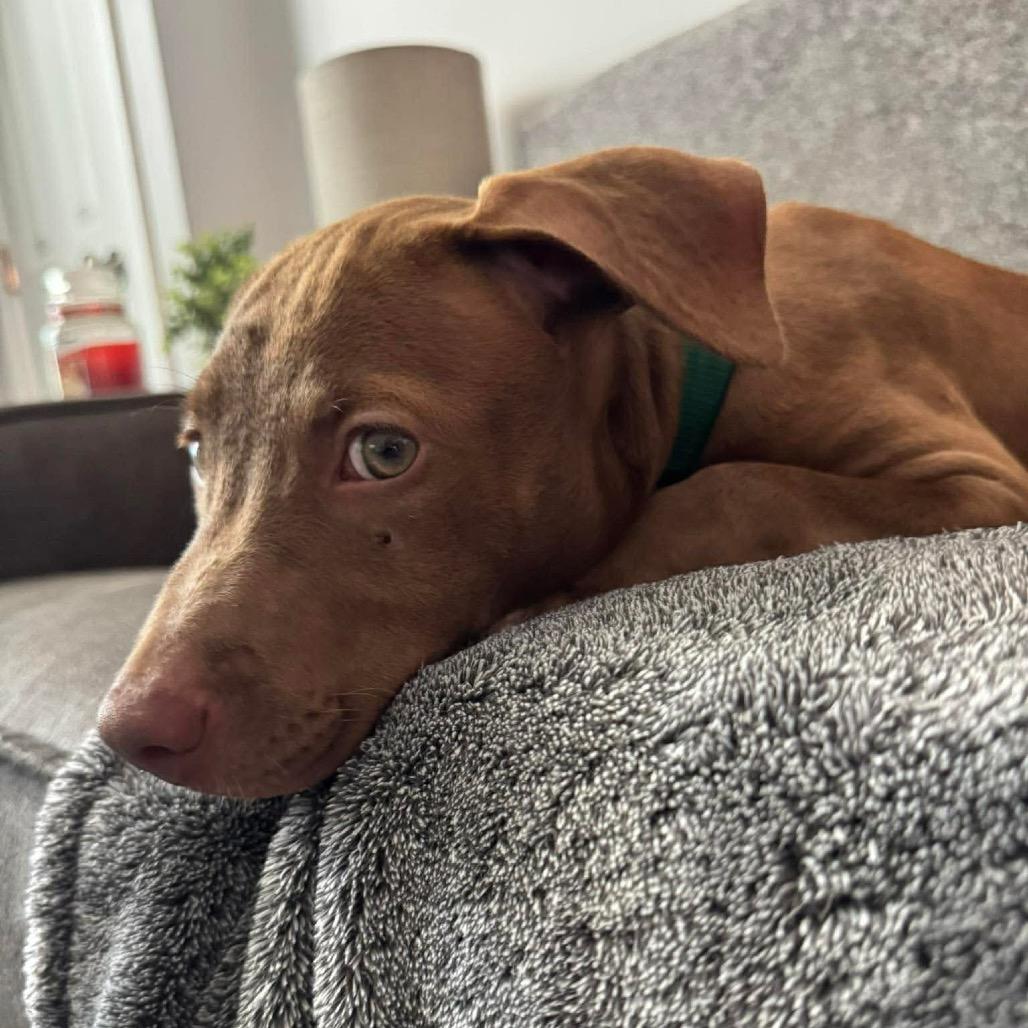 Oleander, a Adoptable mixed breed in Griswold, CT image 6/6