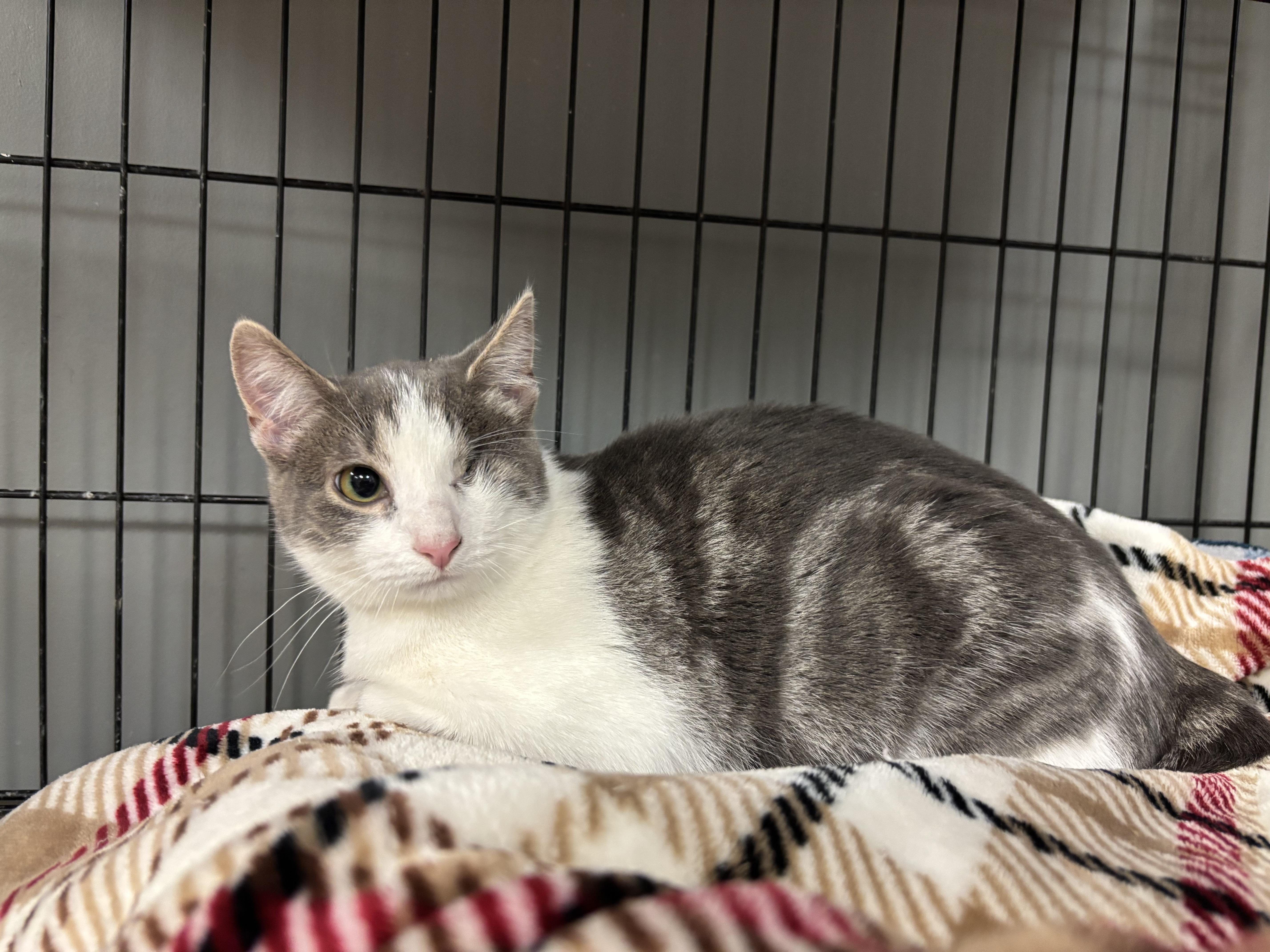 Bubbles, Adoptable, Kitten Female Domestic Short Hair.