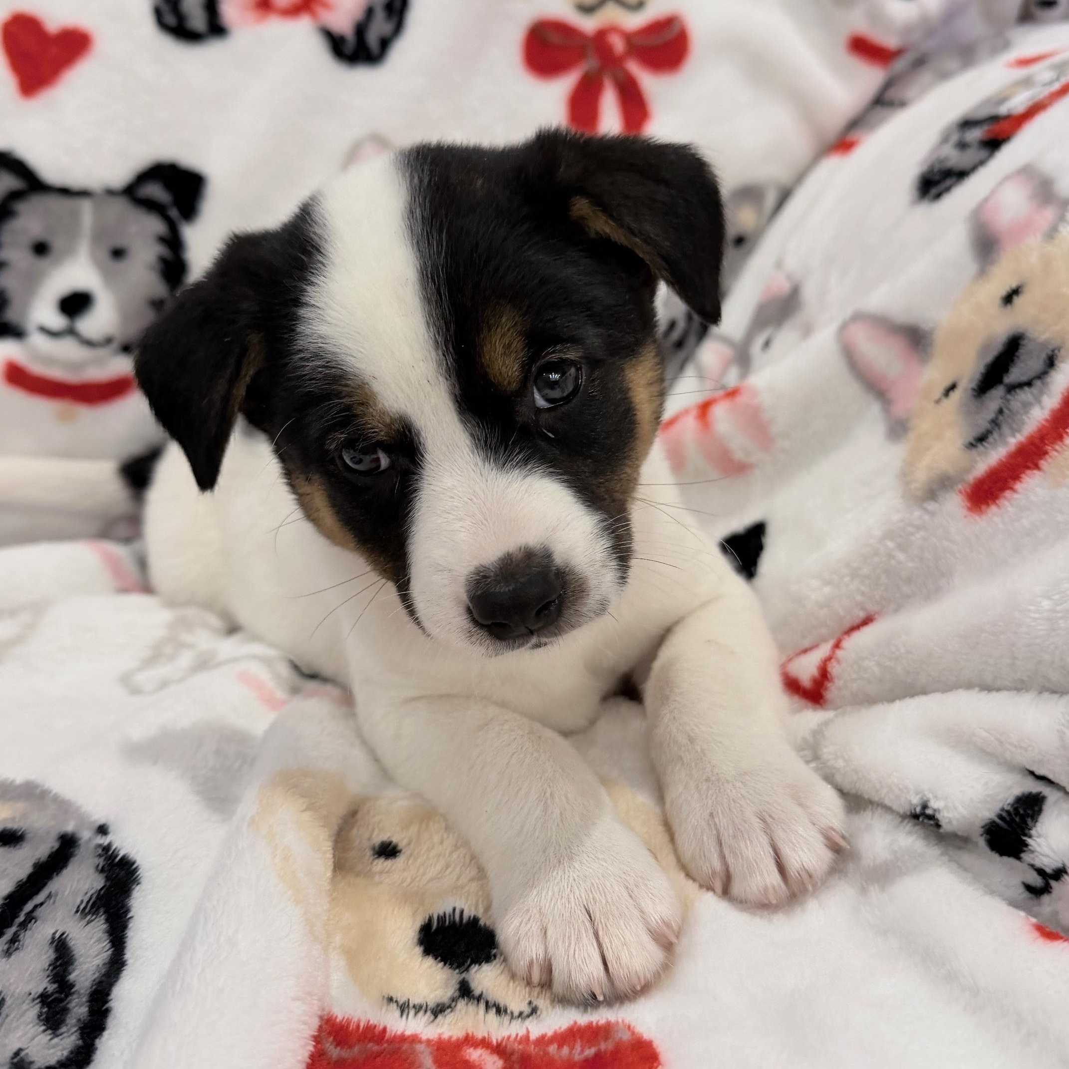 Enlarge Stormy, an adopted mixed breed in Houston, TX image 3/3