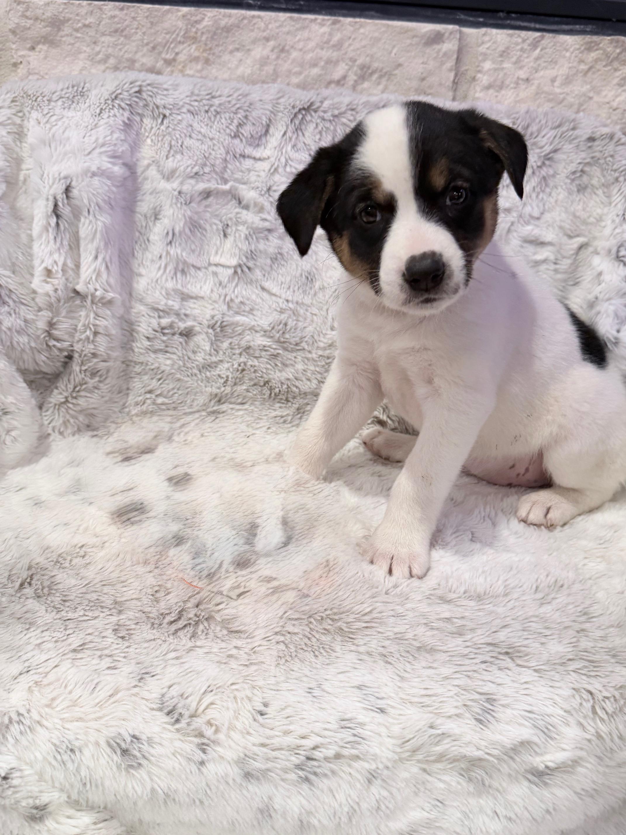 Enlarge Stormy, an adopted mixed breed in Houston, TX image 1/3