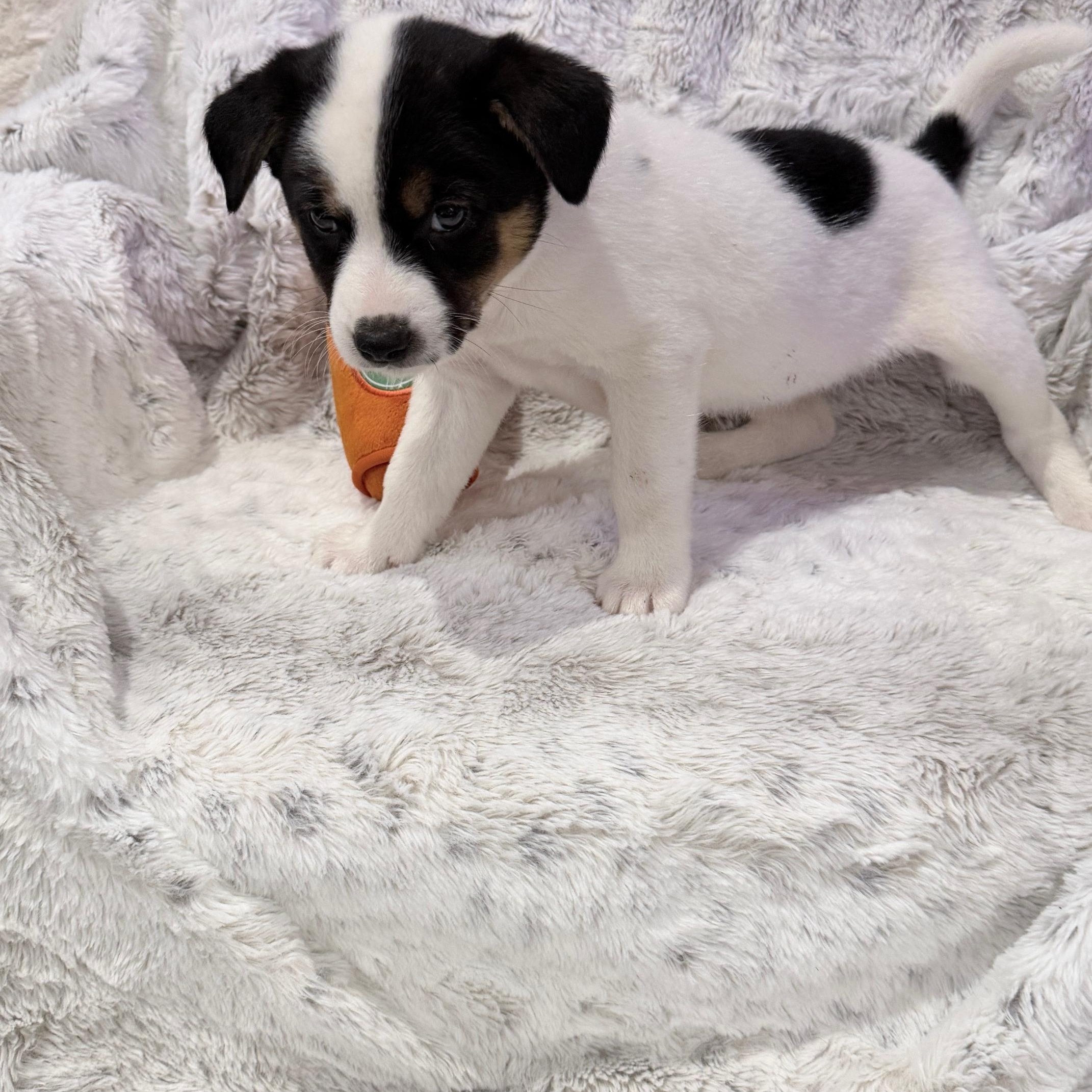 Enlarge Stormy, an adopted mixed breed in Houston, TX image 2/3