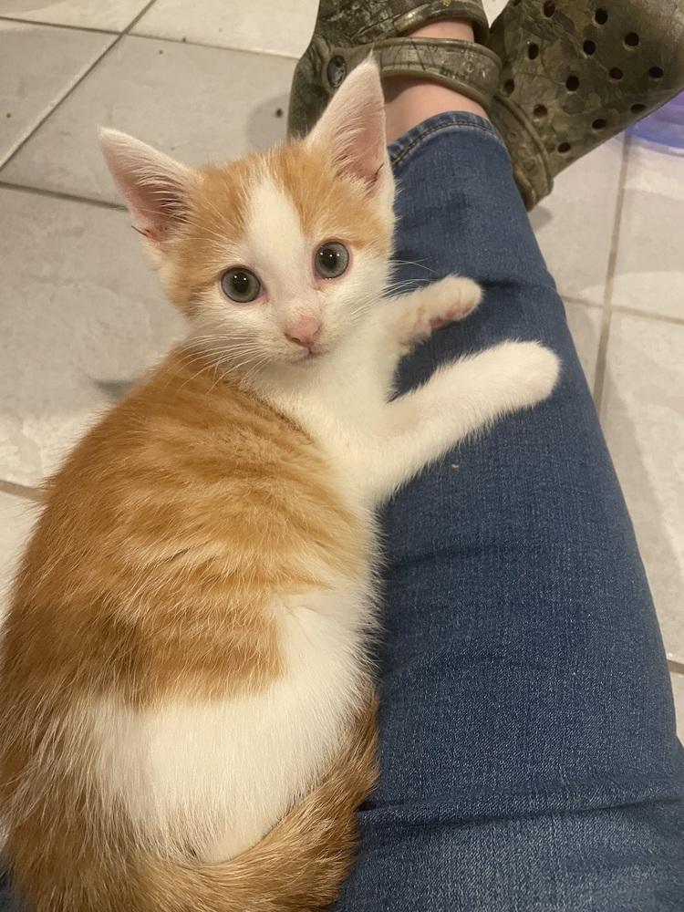 Sussie, Adoptable, Kitten Male Domestic Short Hair.